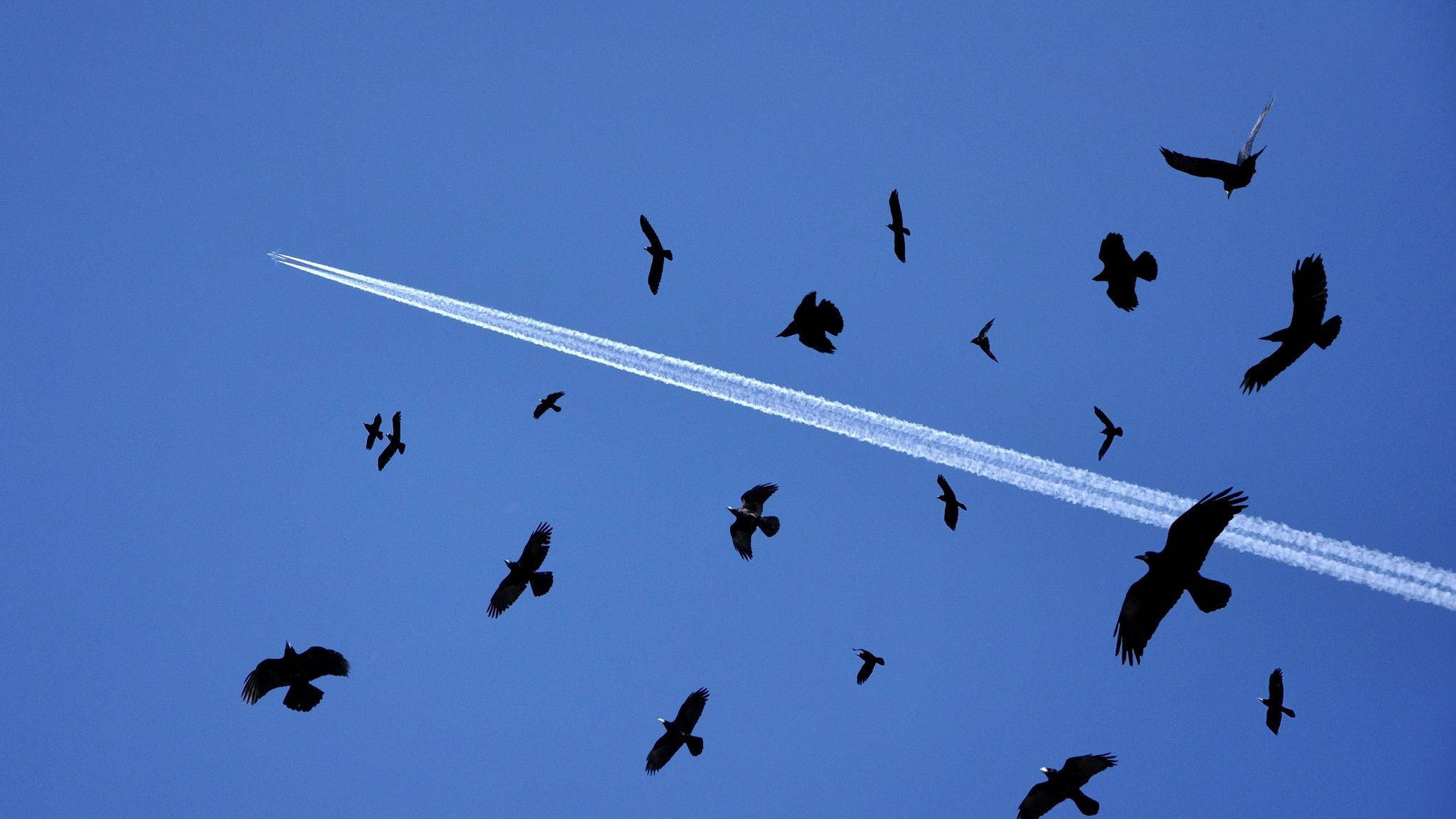 jet contrails, clear blue sky, silhouetted birds, Full HD Desktop Wallpaper