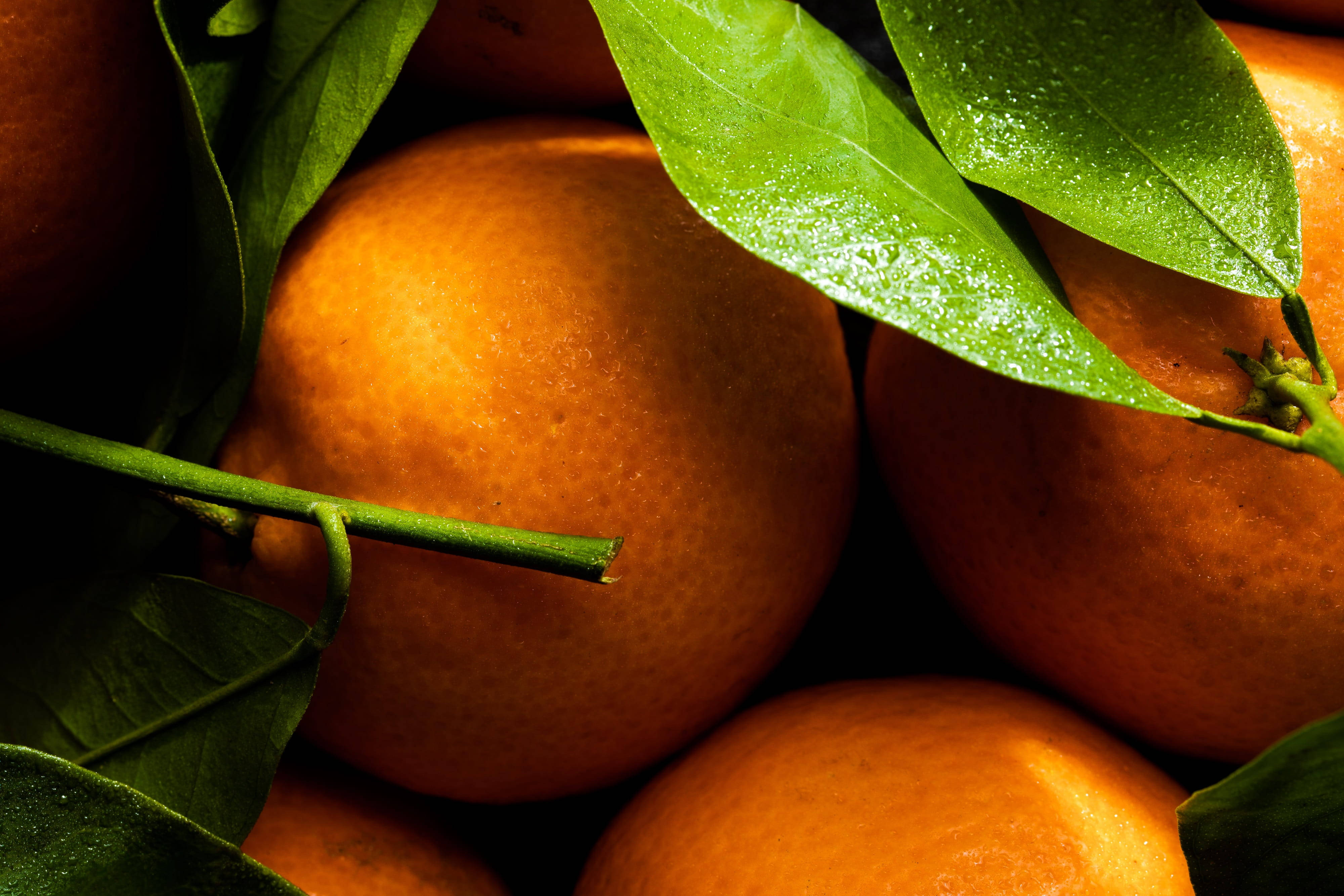 Clementine, juicy oranges, dewy green leaves, 4K Desktop Wallpaper