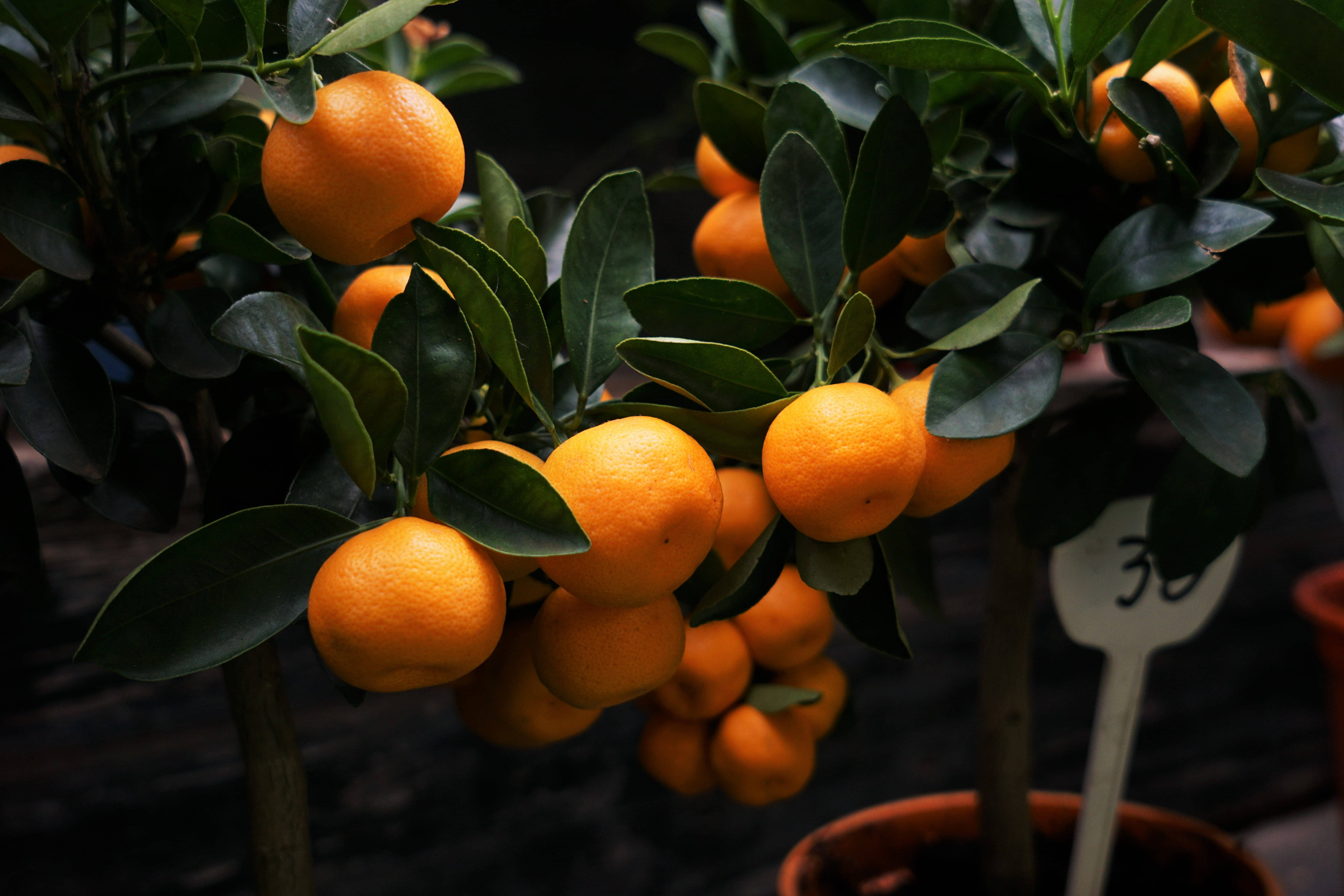 Clementine, citrus fruits, pot, 5K Desktop Wallpaper