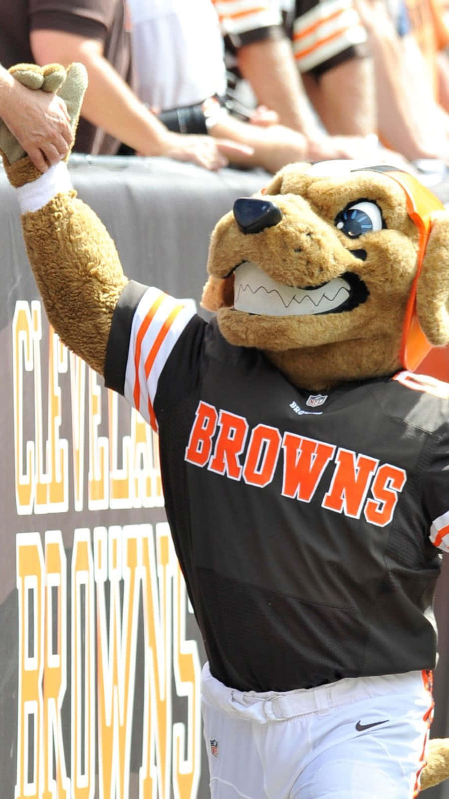 Cleveland Browns, mascot, brown dog, HD Phone Wallpaper