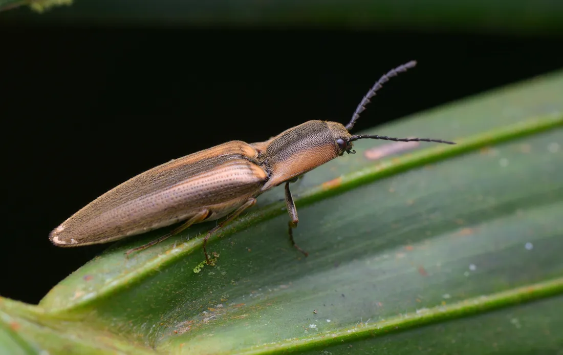 Click Beetle