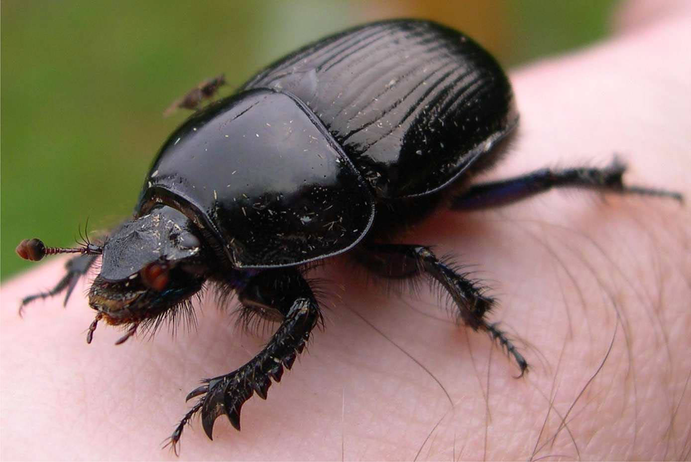 black beetle, glossy black, detailed legs, HD Desktop Wallpaper