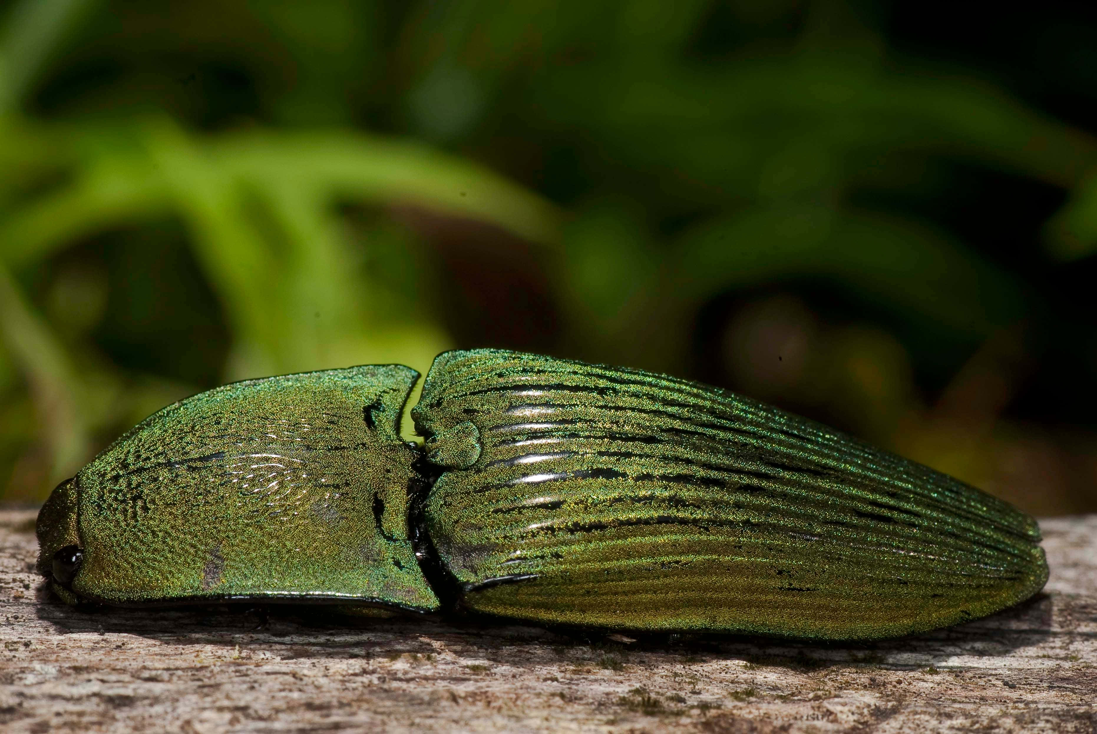 Click Beetle, green metallic, ridged elytra, 2K Desktop Wallpaper