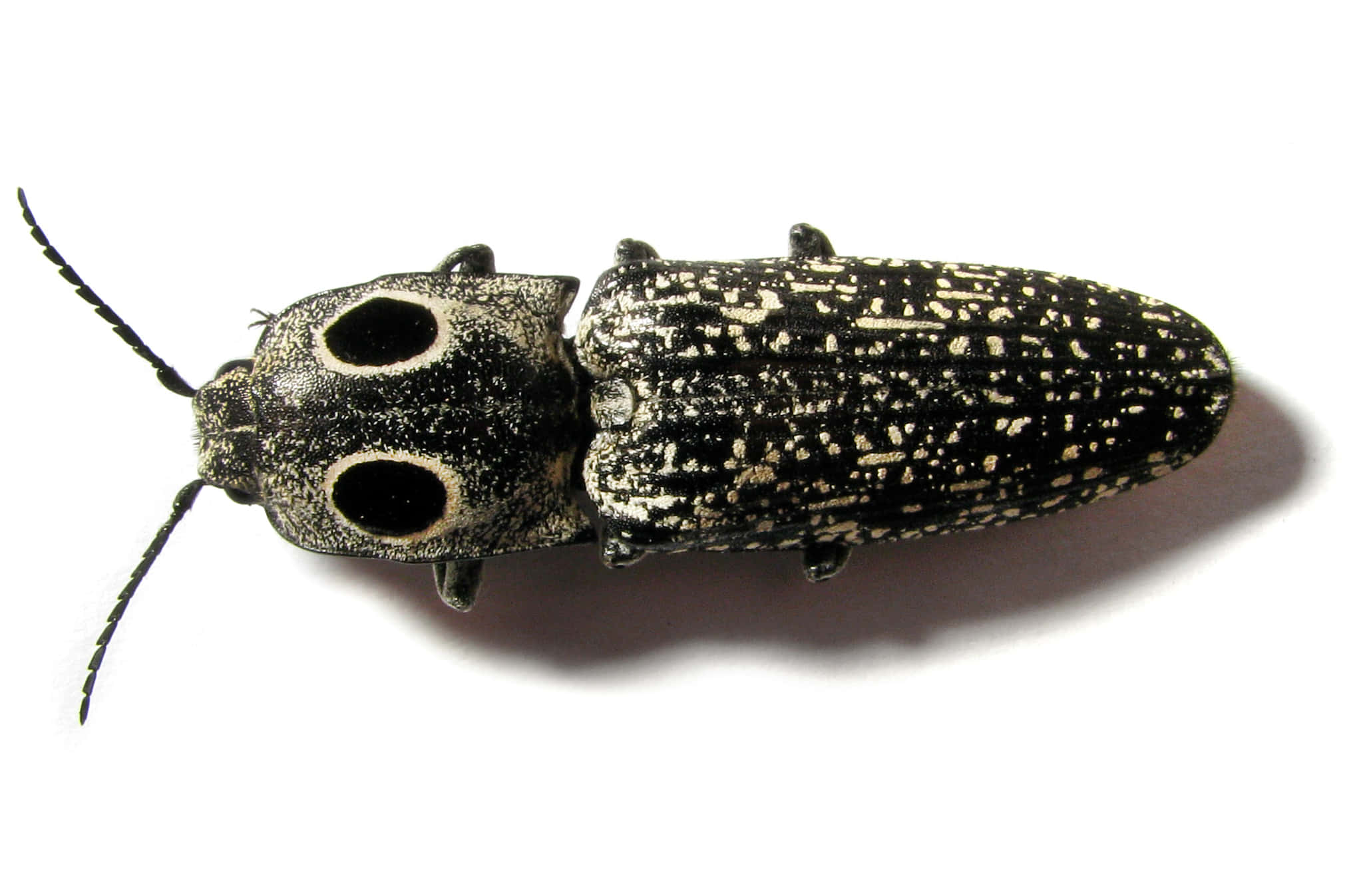 Click Beetle, black and white spotted, two large eye-like spots, Full HD Desktop Wallpaper