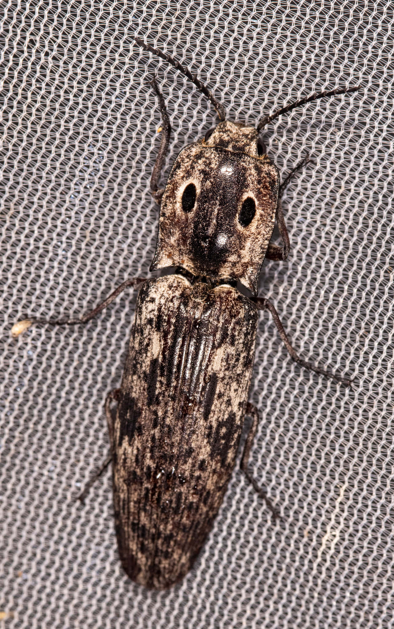 Click Beetle, Closeupon Mesh, gray mesh surface, Full HD Phone Wallpaper