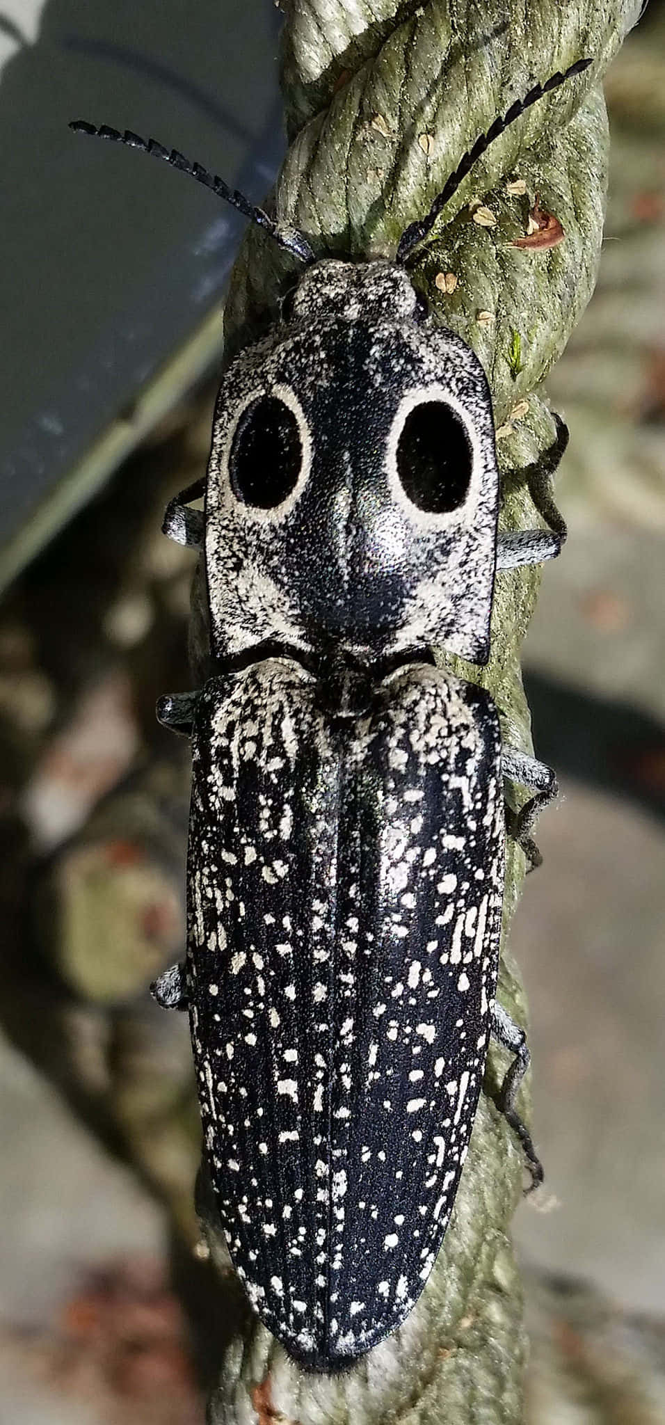 Click Beetle, black and white spotted, large eye-like spots, Full HD Phone Wallpaper