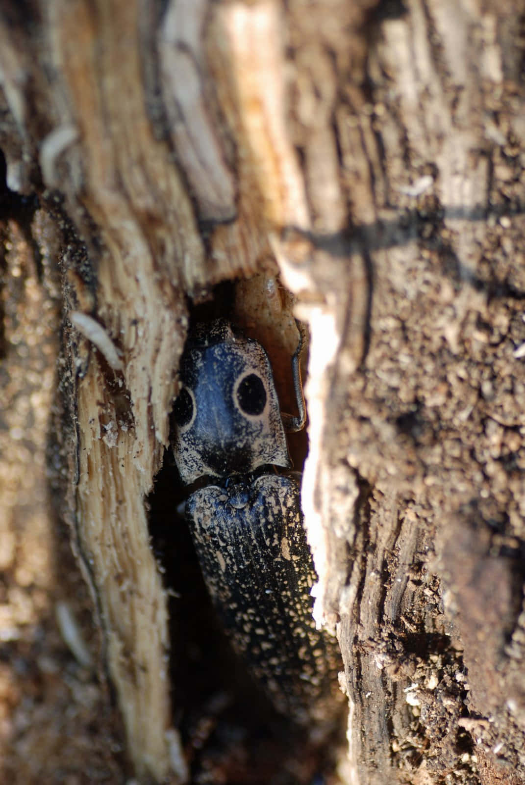 Click Beetle, tree bark, black beetle, HD Phone Wallpaper