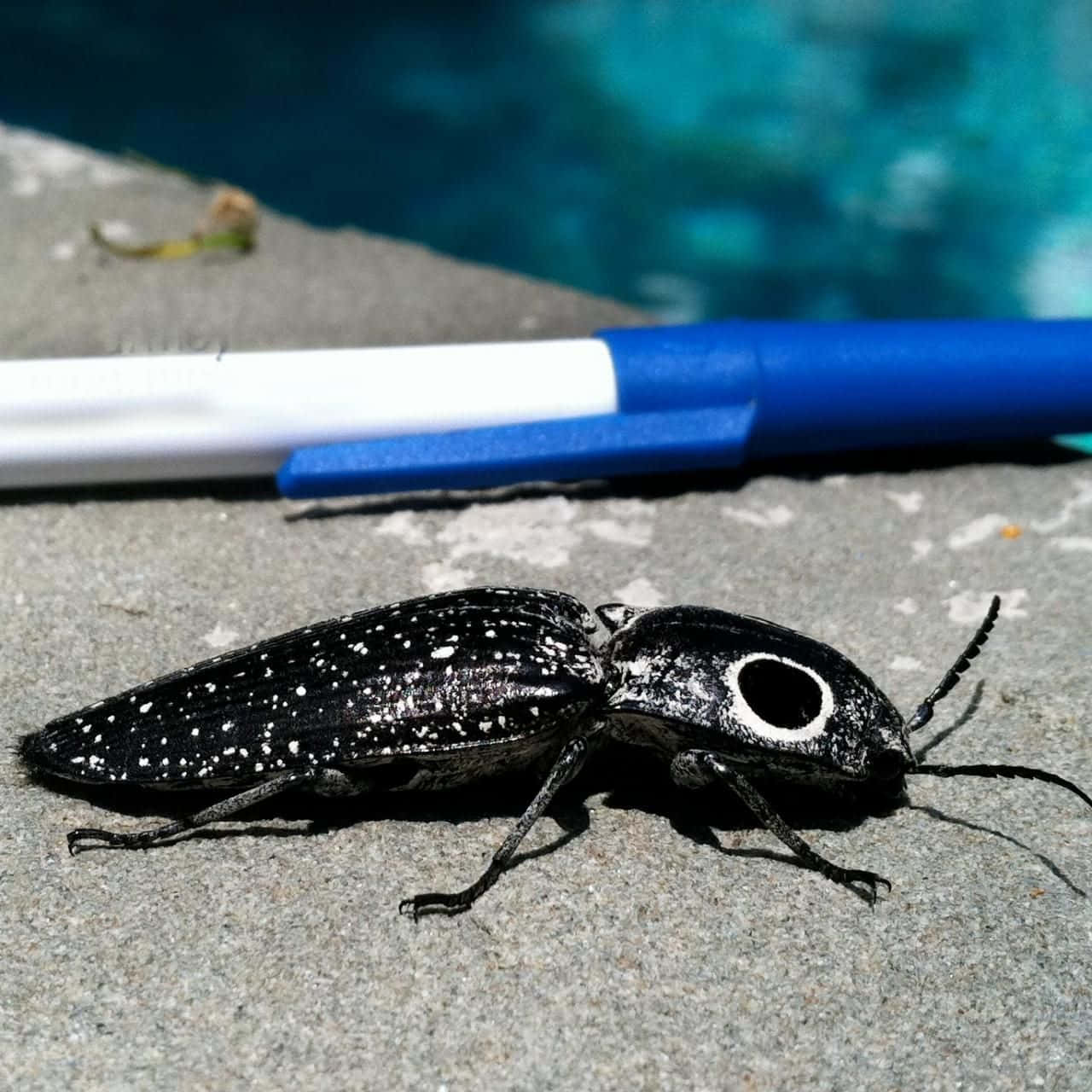 Click Beetle, black beetle, white spots, HD Desktop Wallpaper