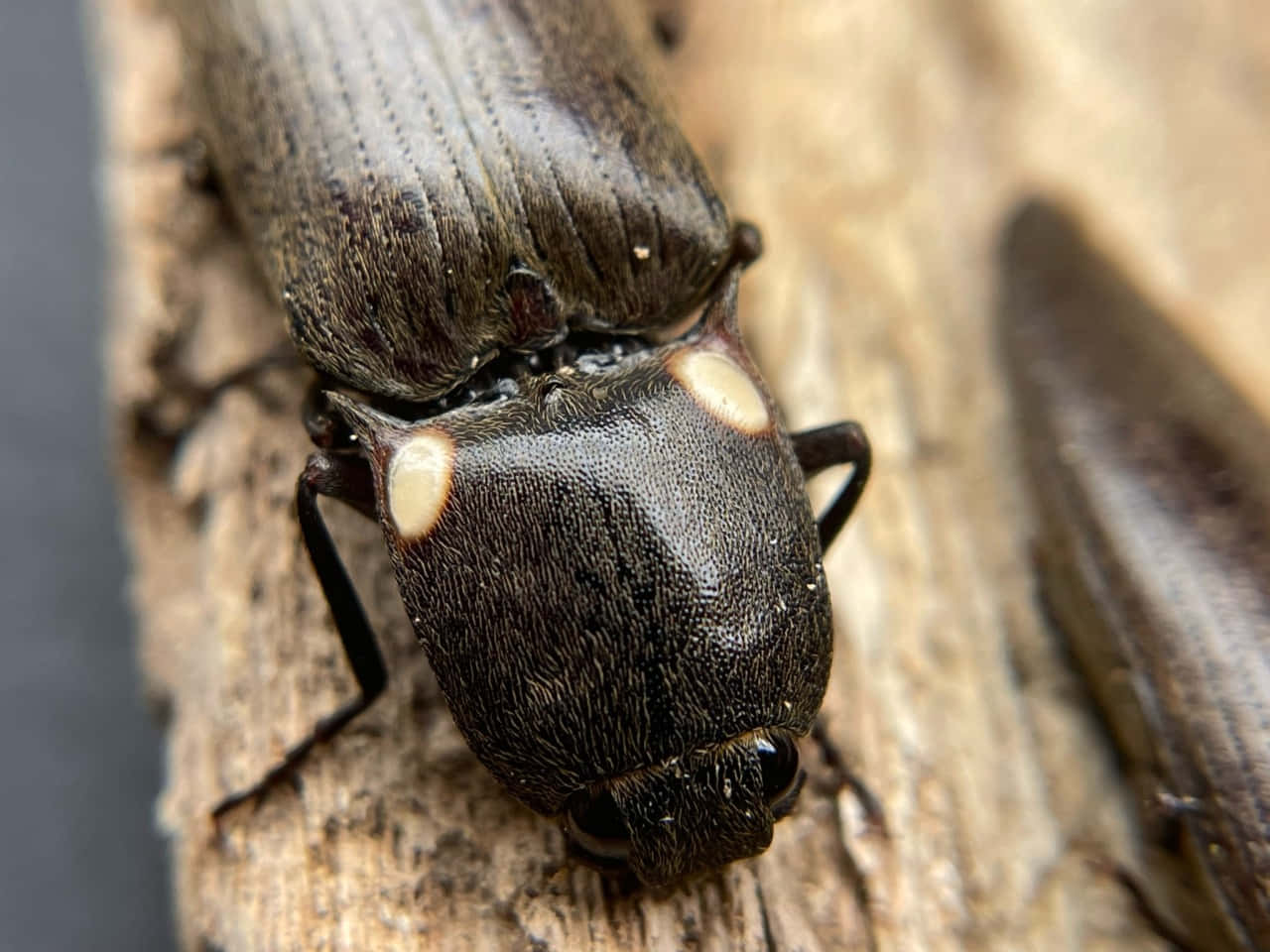 Click Beetle, wood, dark textured, HD Desktop Wallpaper
