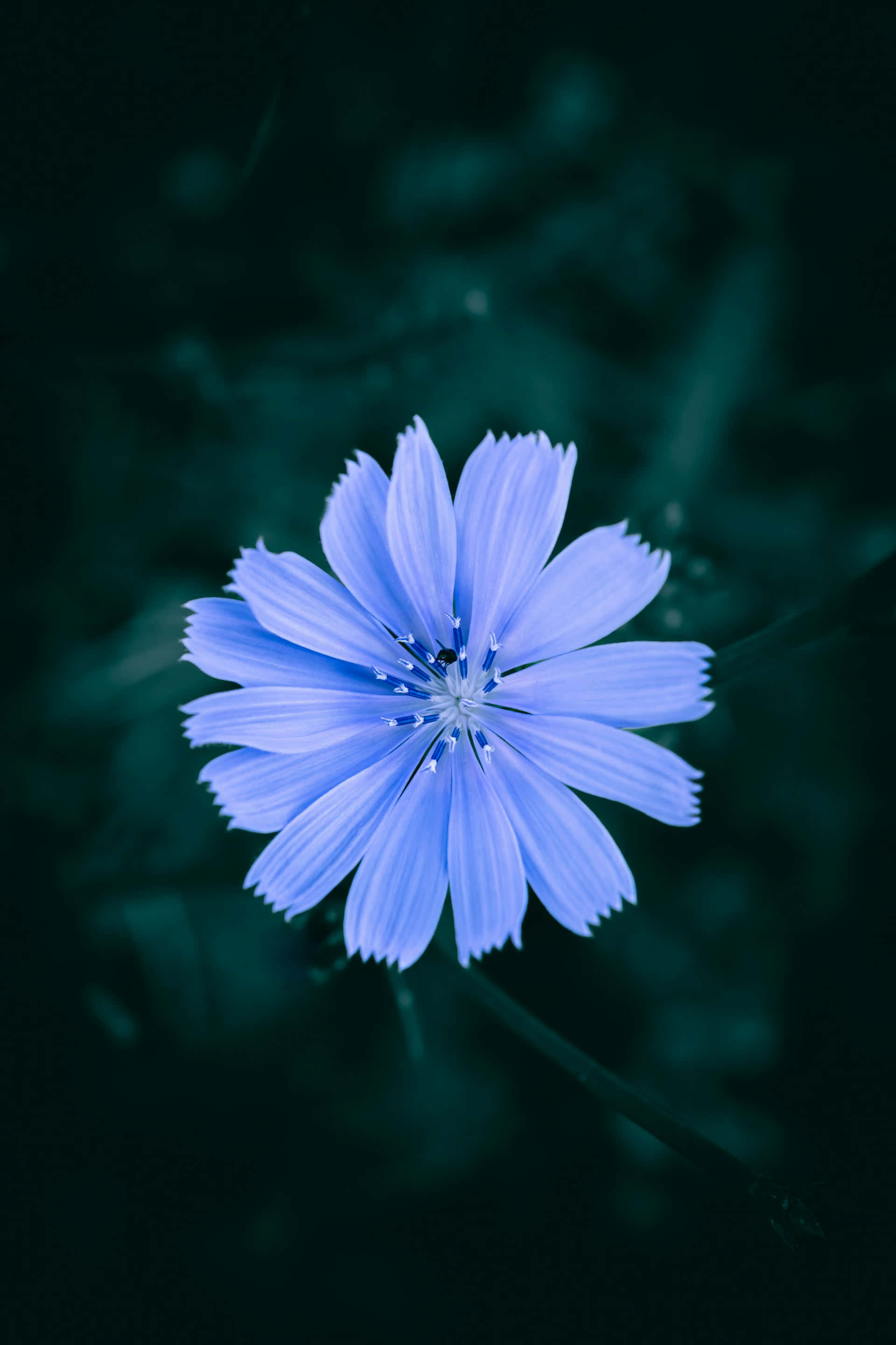 serene blue flower, vibrant blue chicory flower, dark teal blurred background, 2K Phone Wallpaper
