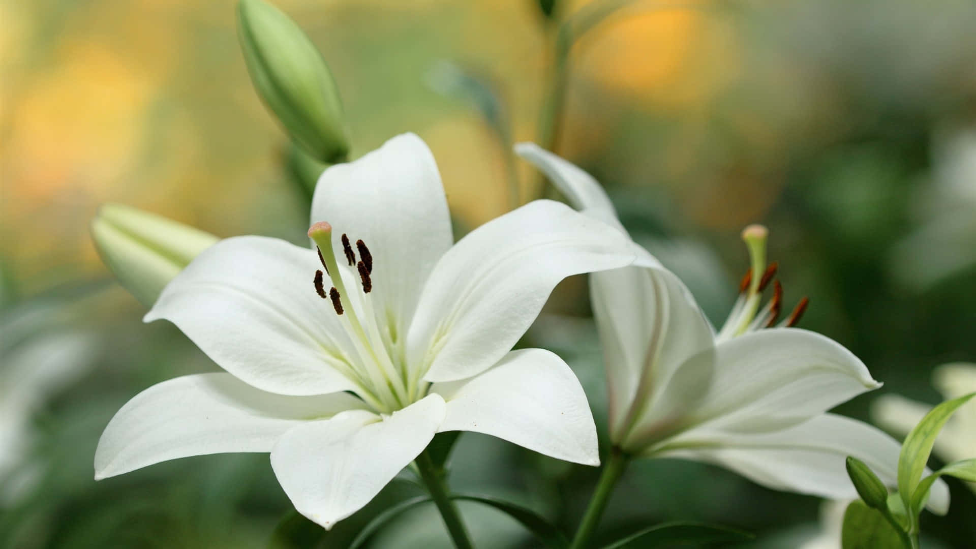lily flower, pristine white, delicate petals, Full HD Desktop Wallpaper