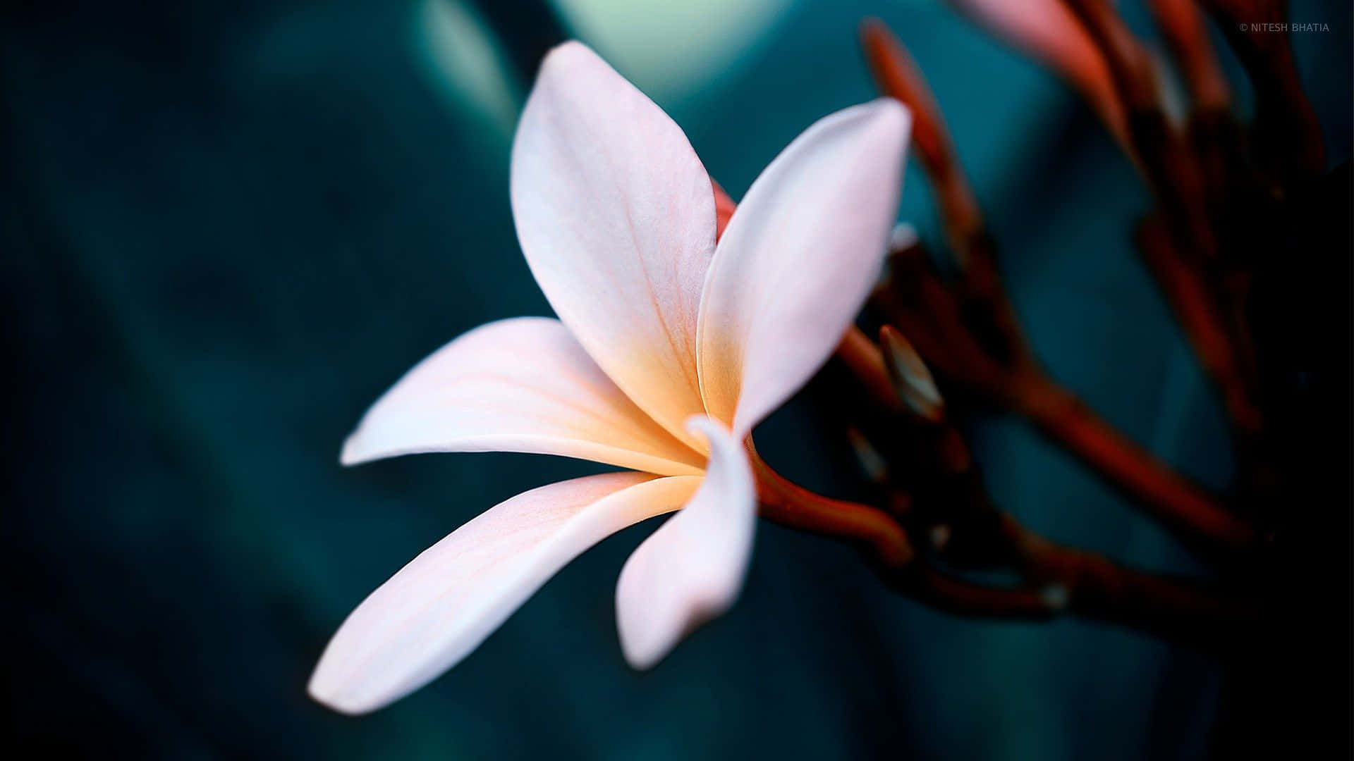 plumeria, pink frangipani, deep teal, Full HD Desktop Wallpaper