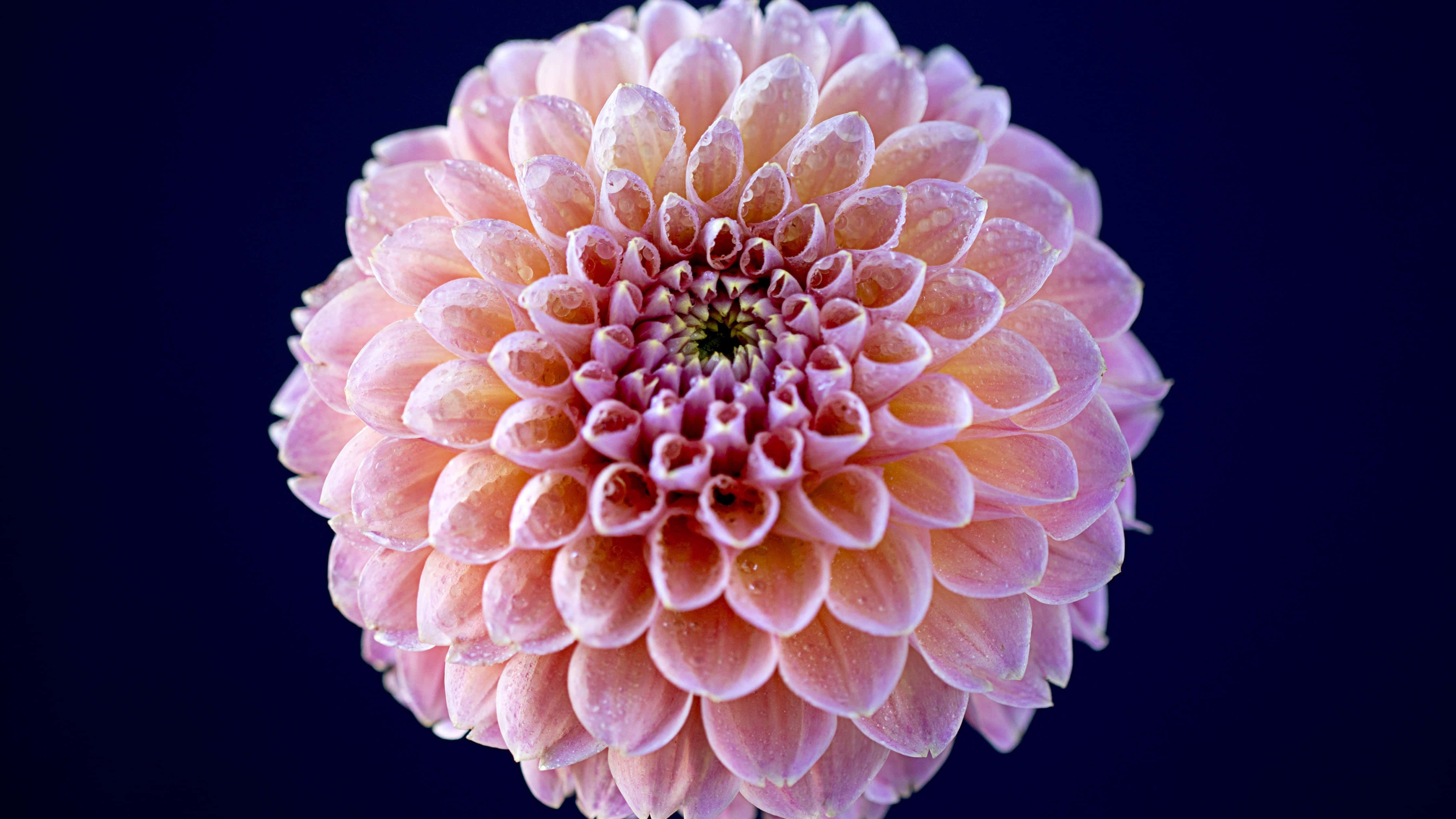 dahlia, pink, yellow petals, 4K Desktop Wallpaper