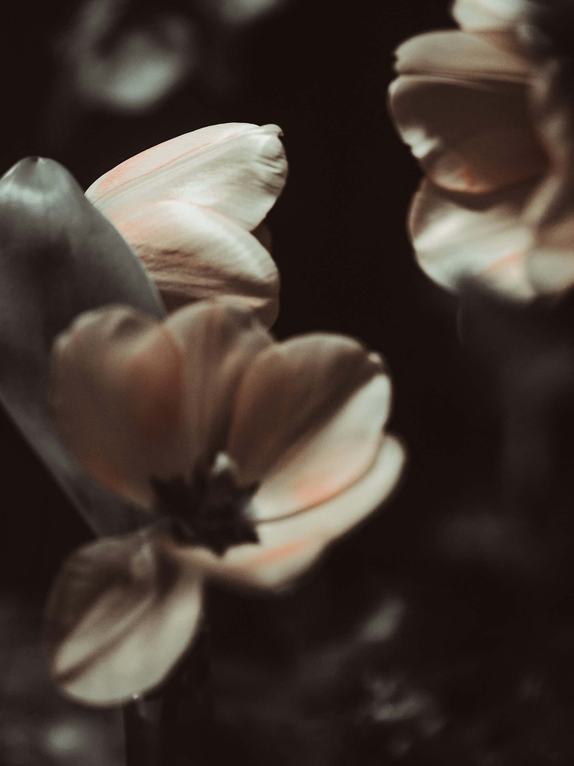 tulip, muted peach, gray, 2K Phone Wallpaper