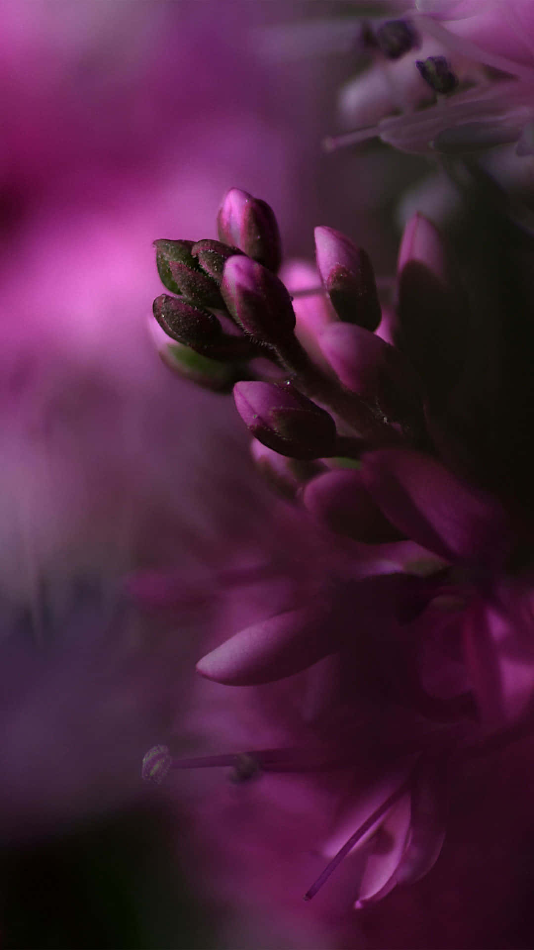 purple flower, delicate flower buds, petals, Full HD Phone Wallpaper