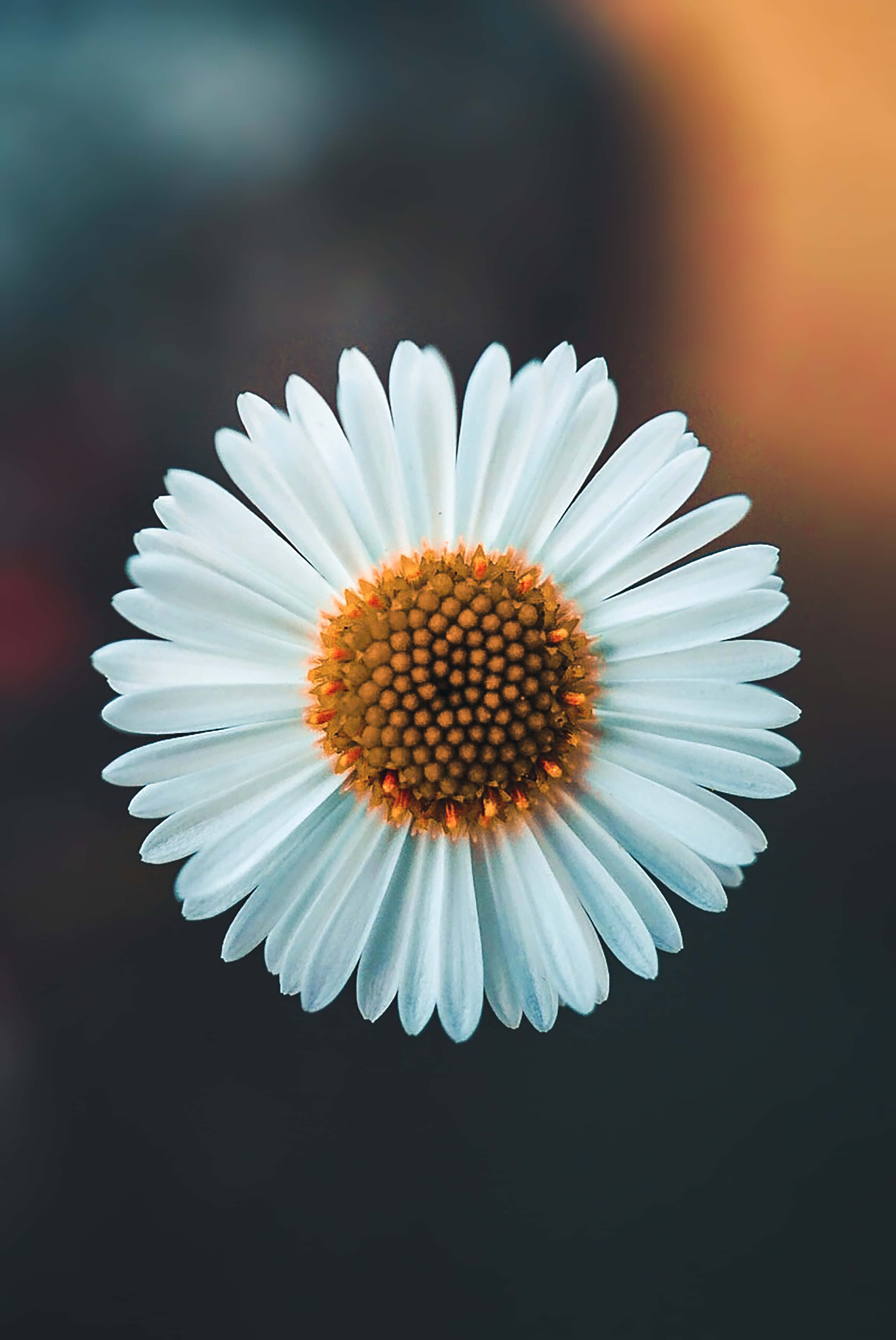 white daisy, textured orange center, softly blurred background, 2K Phone Wallpaper