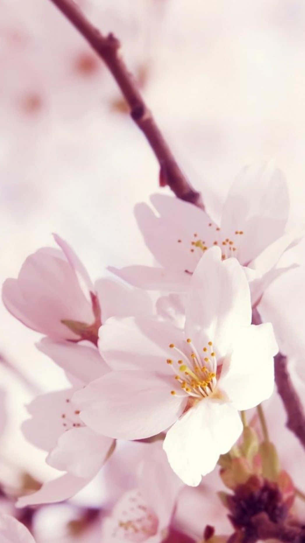 cherry blossom, soft pink, slender branch, HD Phone Wallpaper