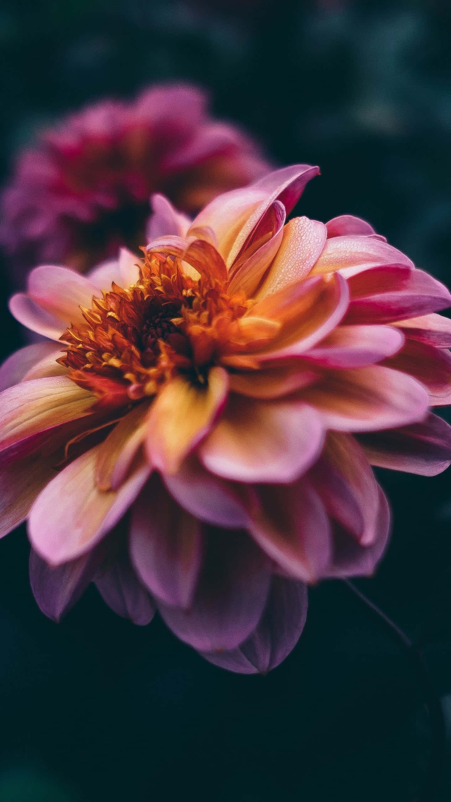 dahlia, pink petals, orange dahlia, 2K Phone Wallpaper