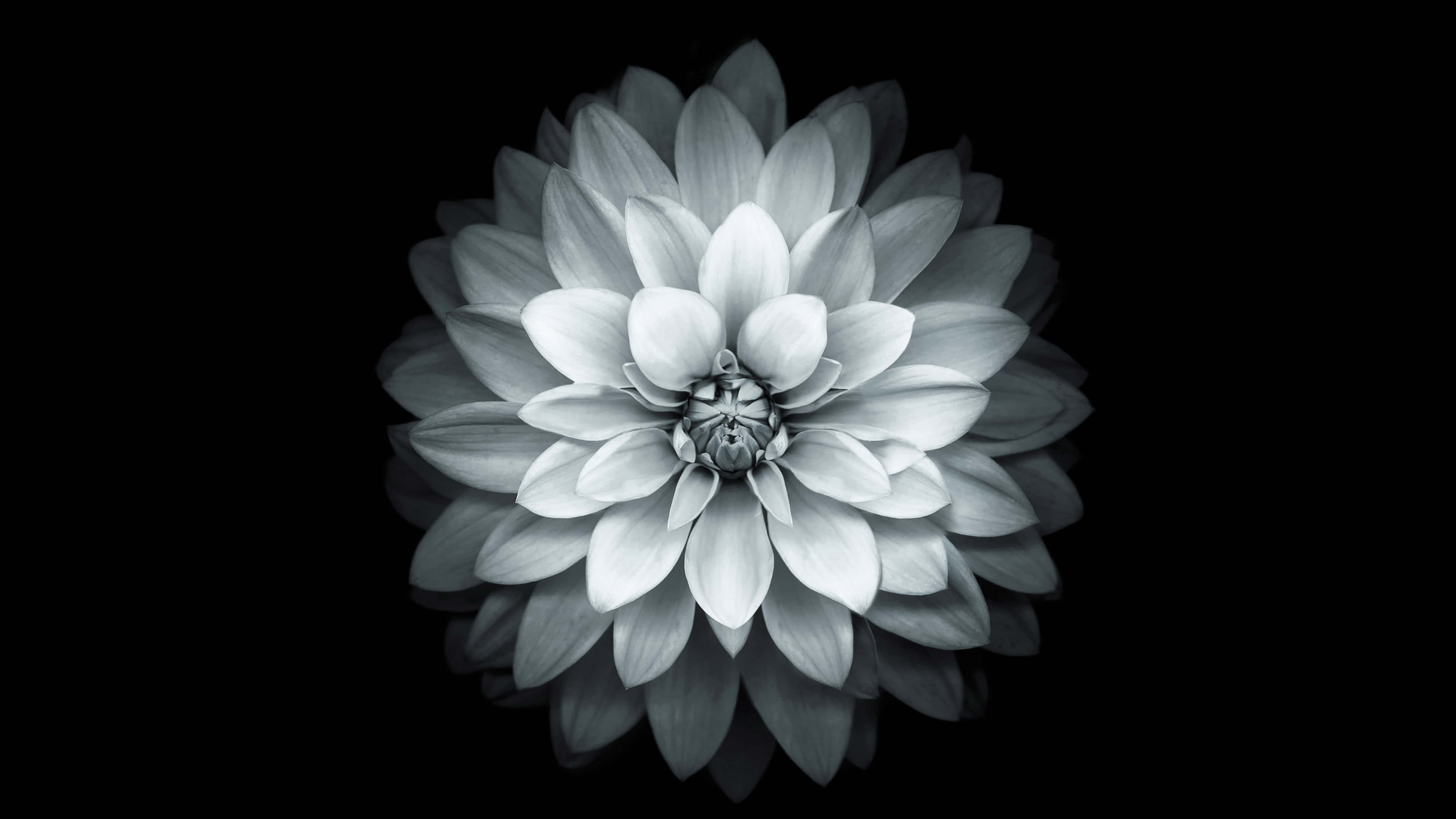 monochrome dahlia flower, layered petals, pure black background, 4K Desktop Wallpaper