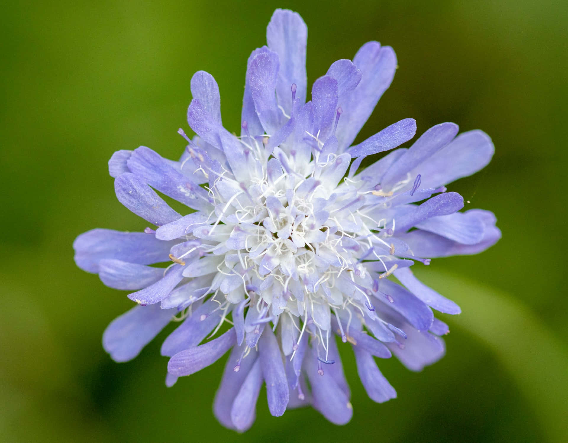 light purple scabiosa flower, white stamens, soft green blurred background, Full HD Desktop Wallpaper