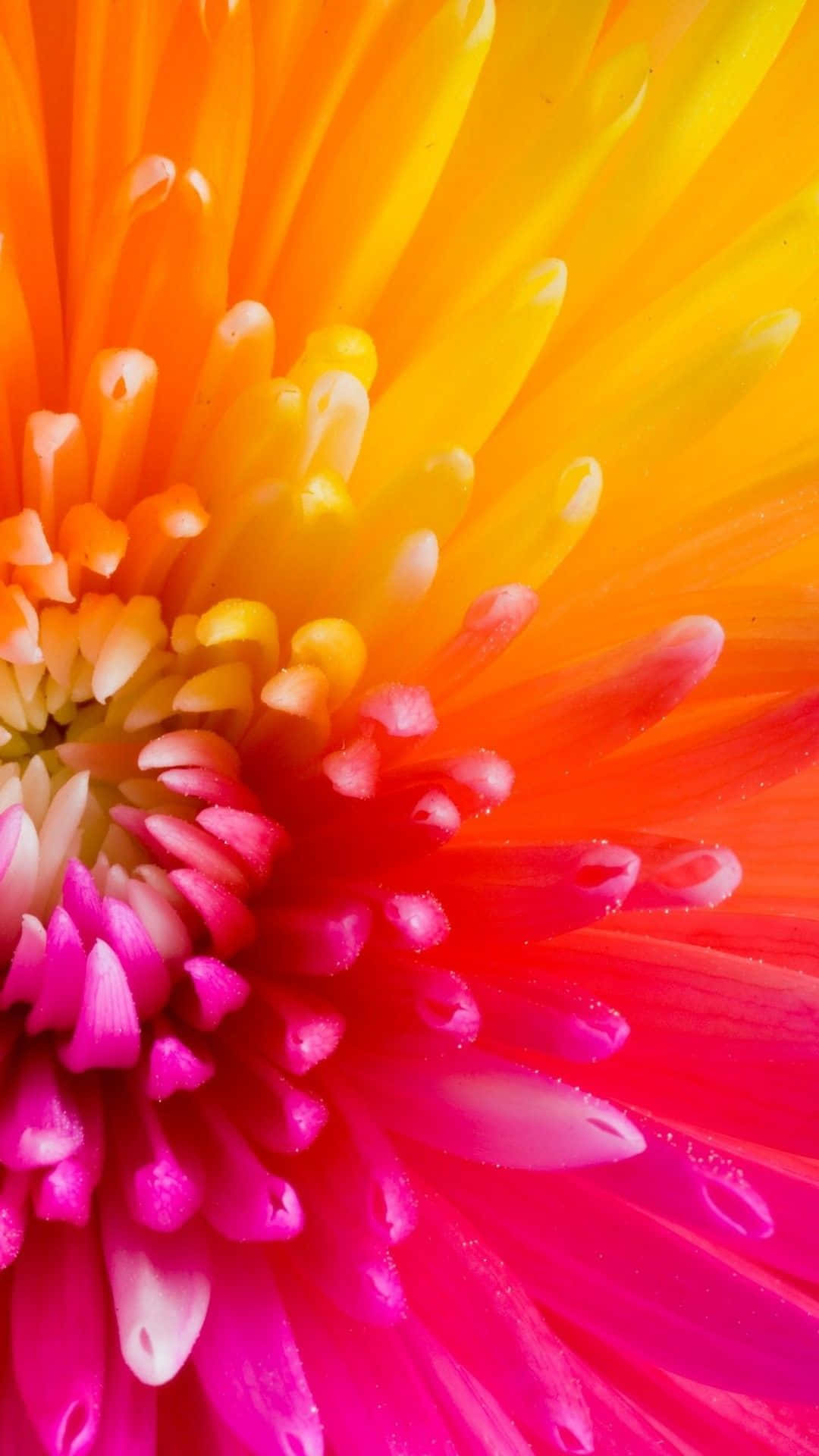 colorful flowers iphone, brightly colored flower, gradient petals, Full HD Phone Wallpaper