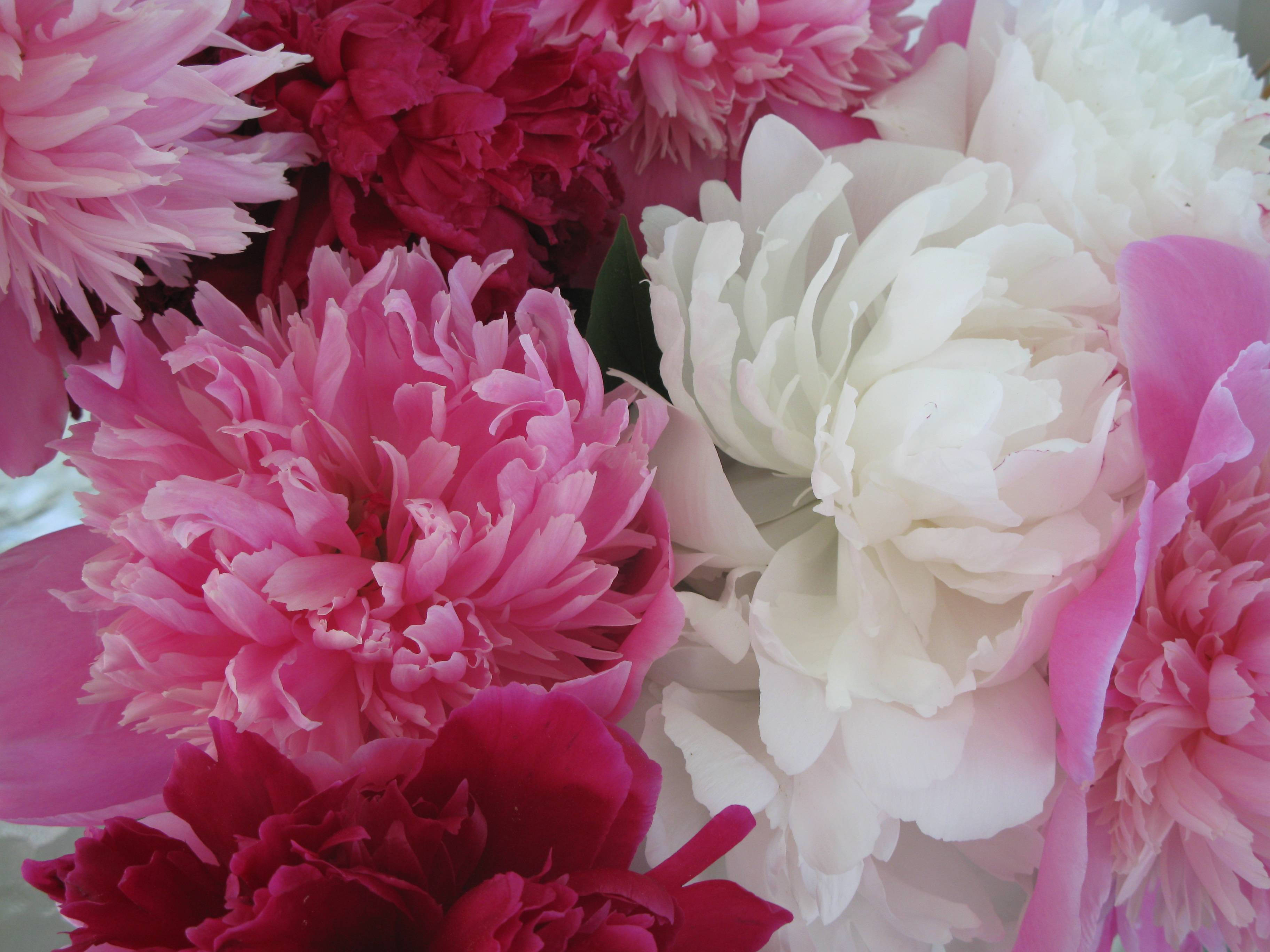 pink peony, vibrant pink, pristine white, 2K Desktop Wallpaper