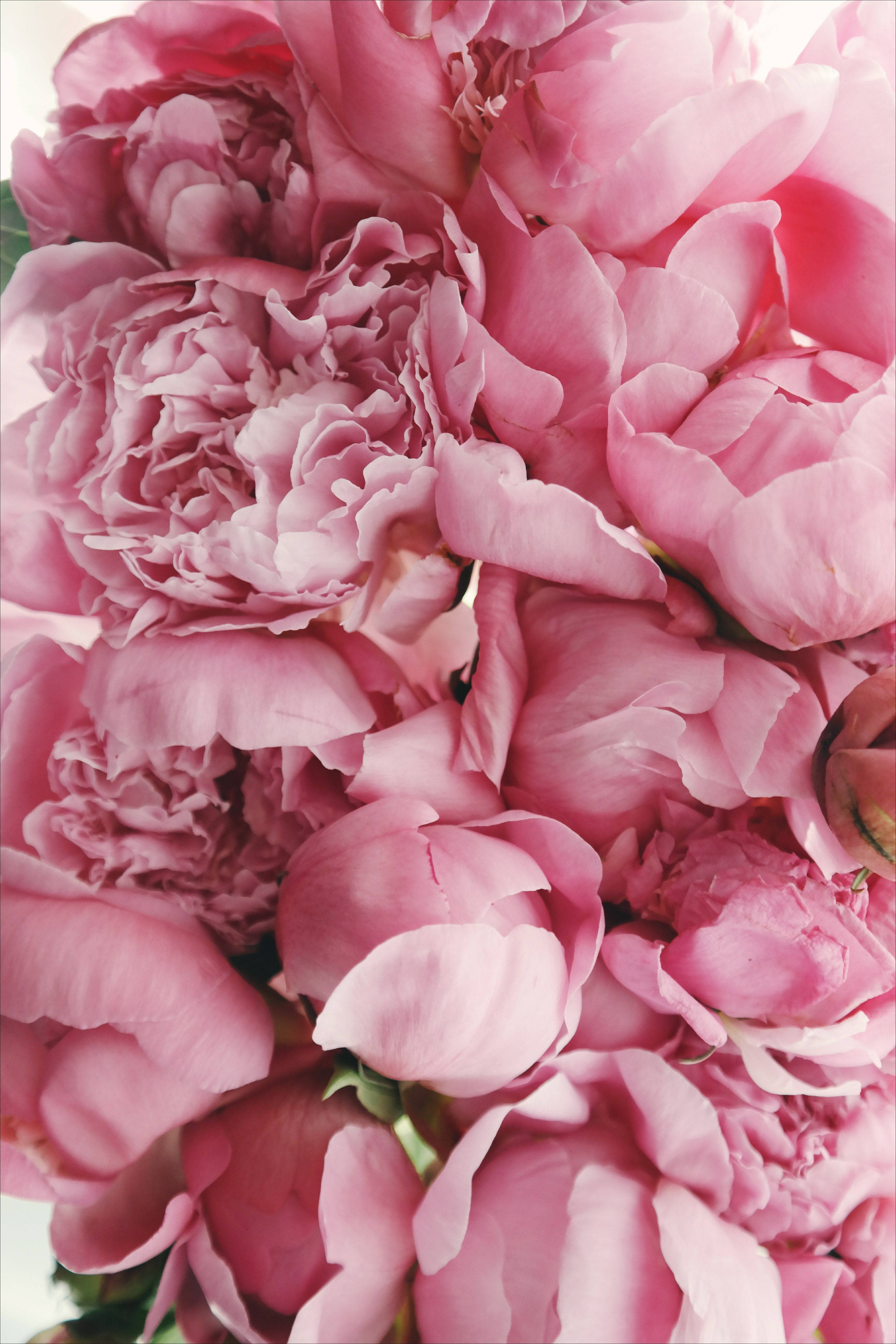 pink peony flowers, soft pink peonies, delicate layered petals, 5K Phone Wallpaper