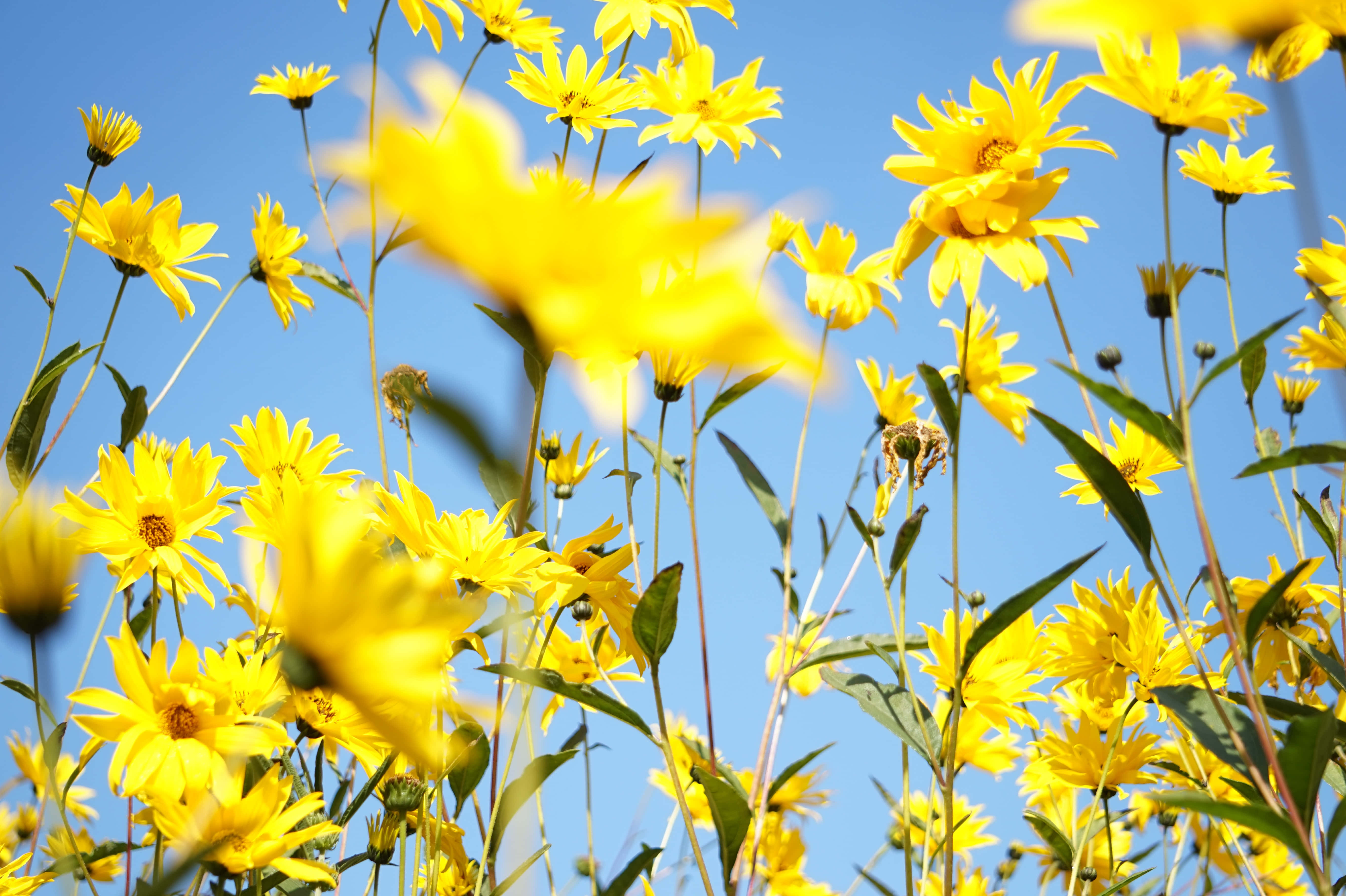 yellow daisy, full bloom, vibrant yellow, 5K Desktop Wallpaper
