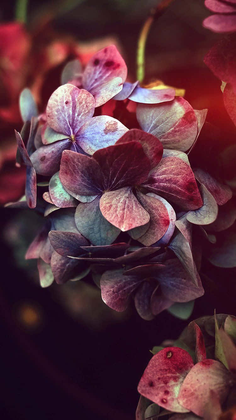 hydrangea bloom, deep purples, reds, HD Phone Wallpaper
