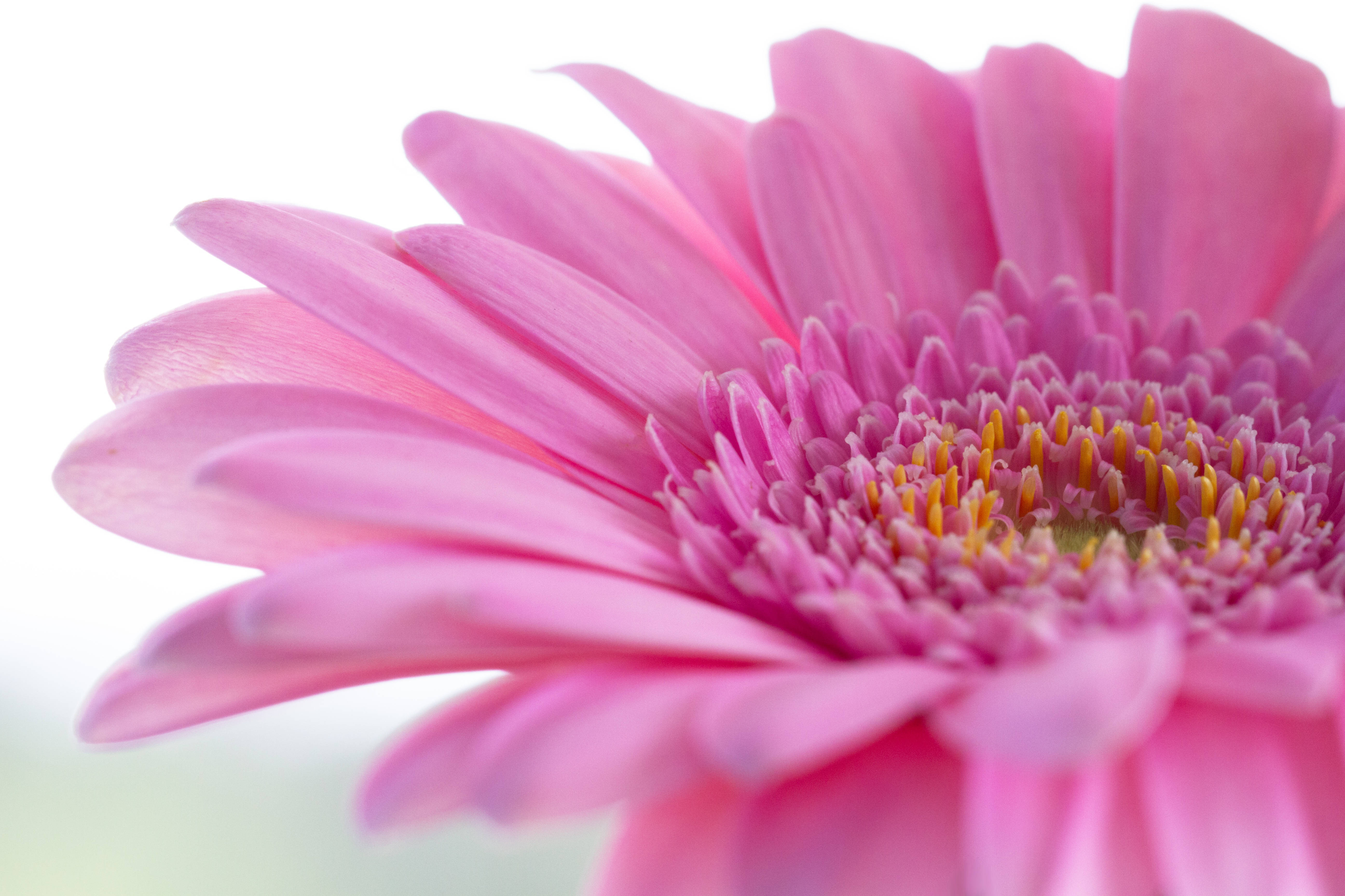 pink gerbera daisy, vibrant pink, delicate petals, 5K Desktop Wallpaper