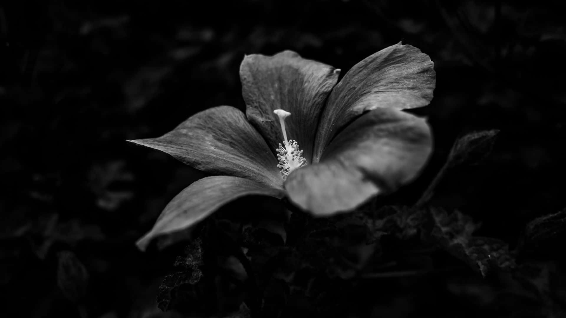 black and white floral elegance, monochrome hibiscus flower, soft petals, Full HD Desktop Wallpaper
