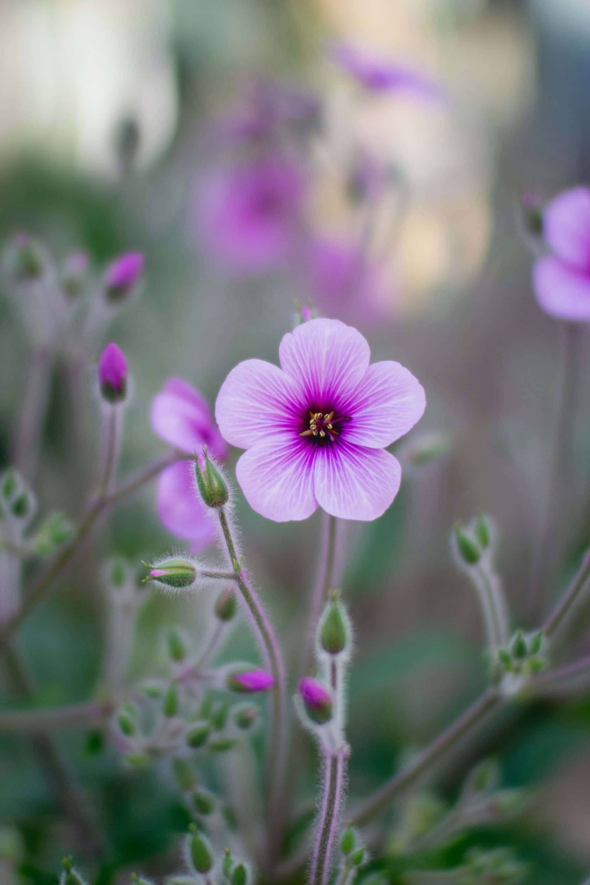 vibrant light purple flower, pink geranium, dark purple center, 2K Phone Wallpaper