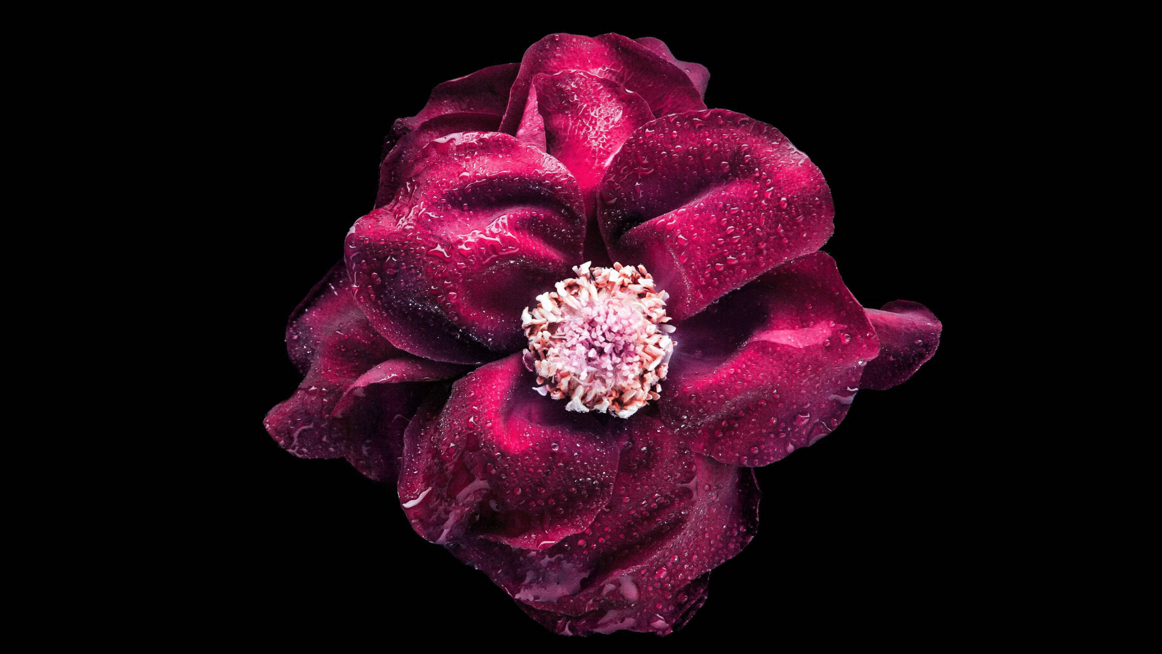vivid purple flower, deep magenta rose, dewdrops, 4K Desktop Wallpaper