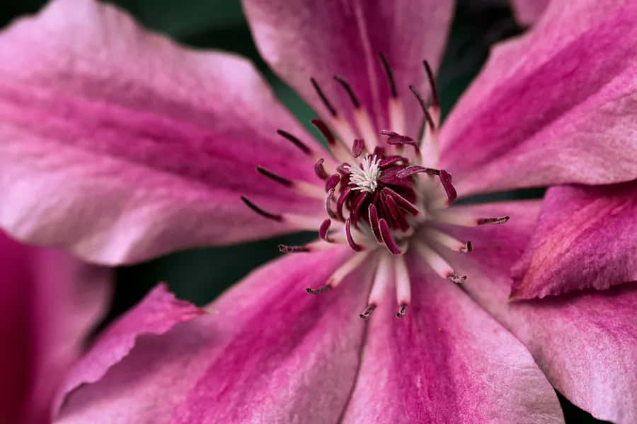 pink clematis flower, vibrant pink, delicate petals, SD Desktop Wallpaper