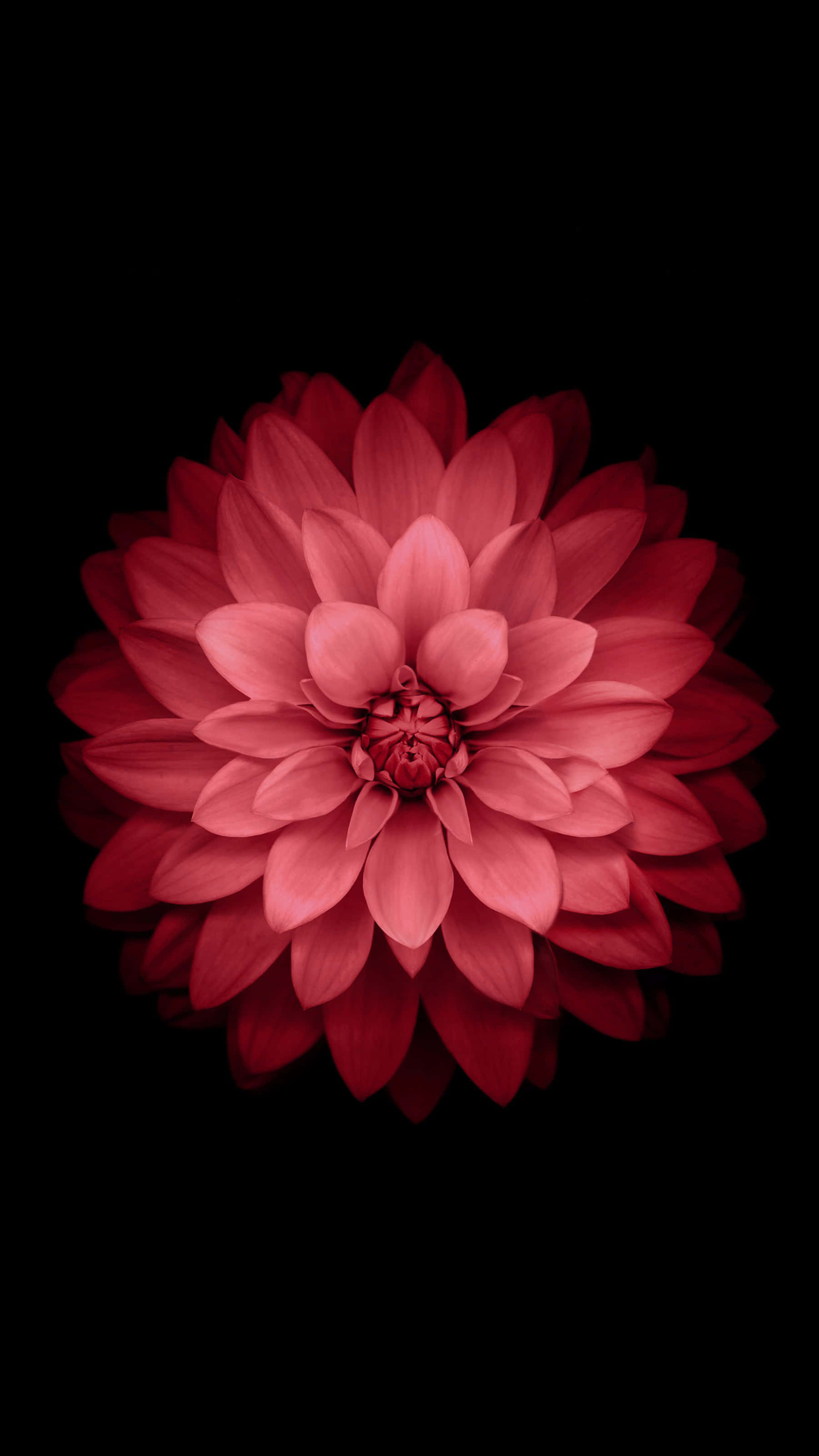 red dahlia, black background, soft lighting, 2K Phone Wallpaper