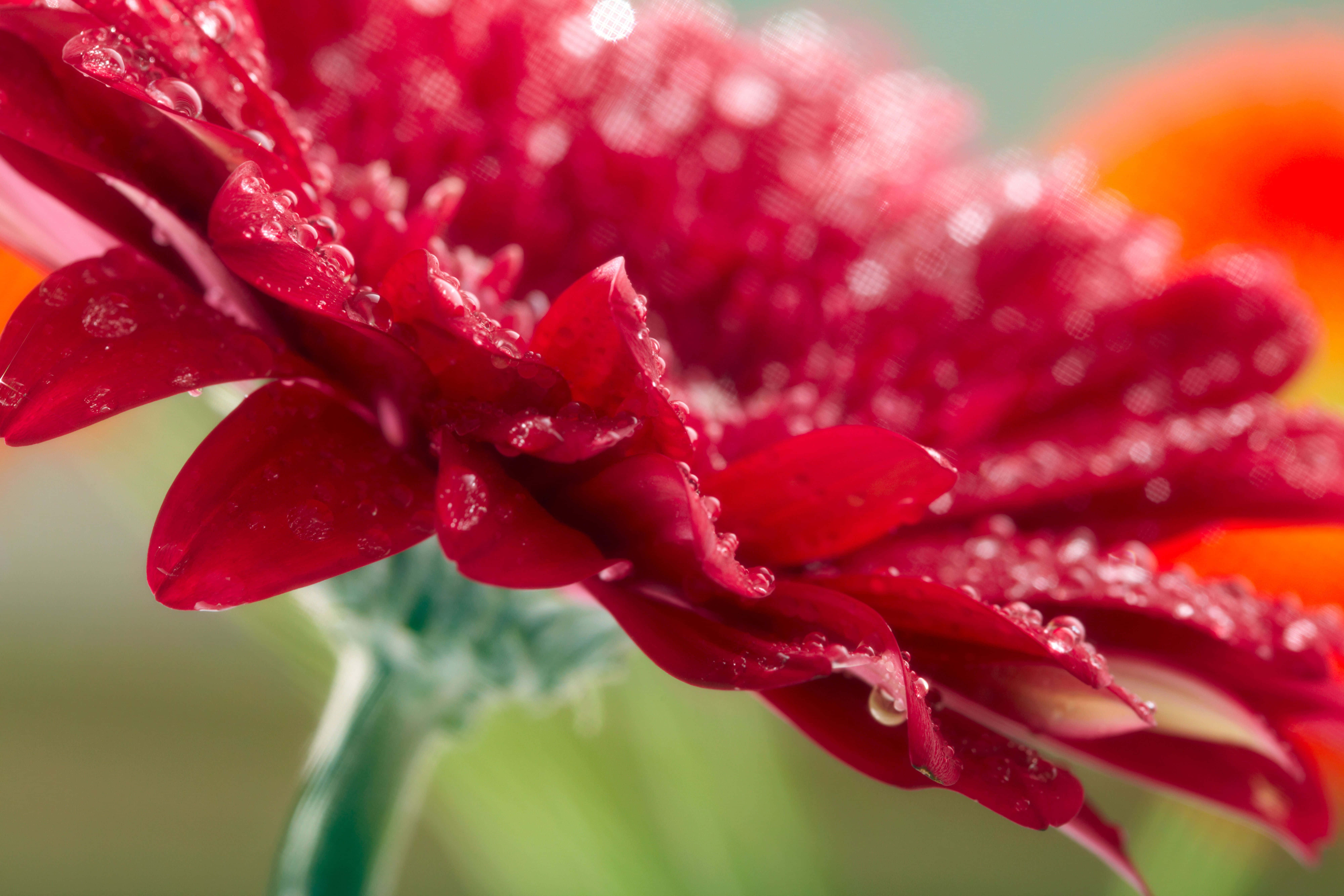 dazzling bloom, lush flower, vibrant red gerbera daisy, 8K Desktop Wallpaper