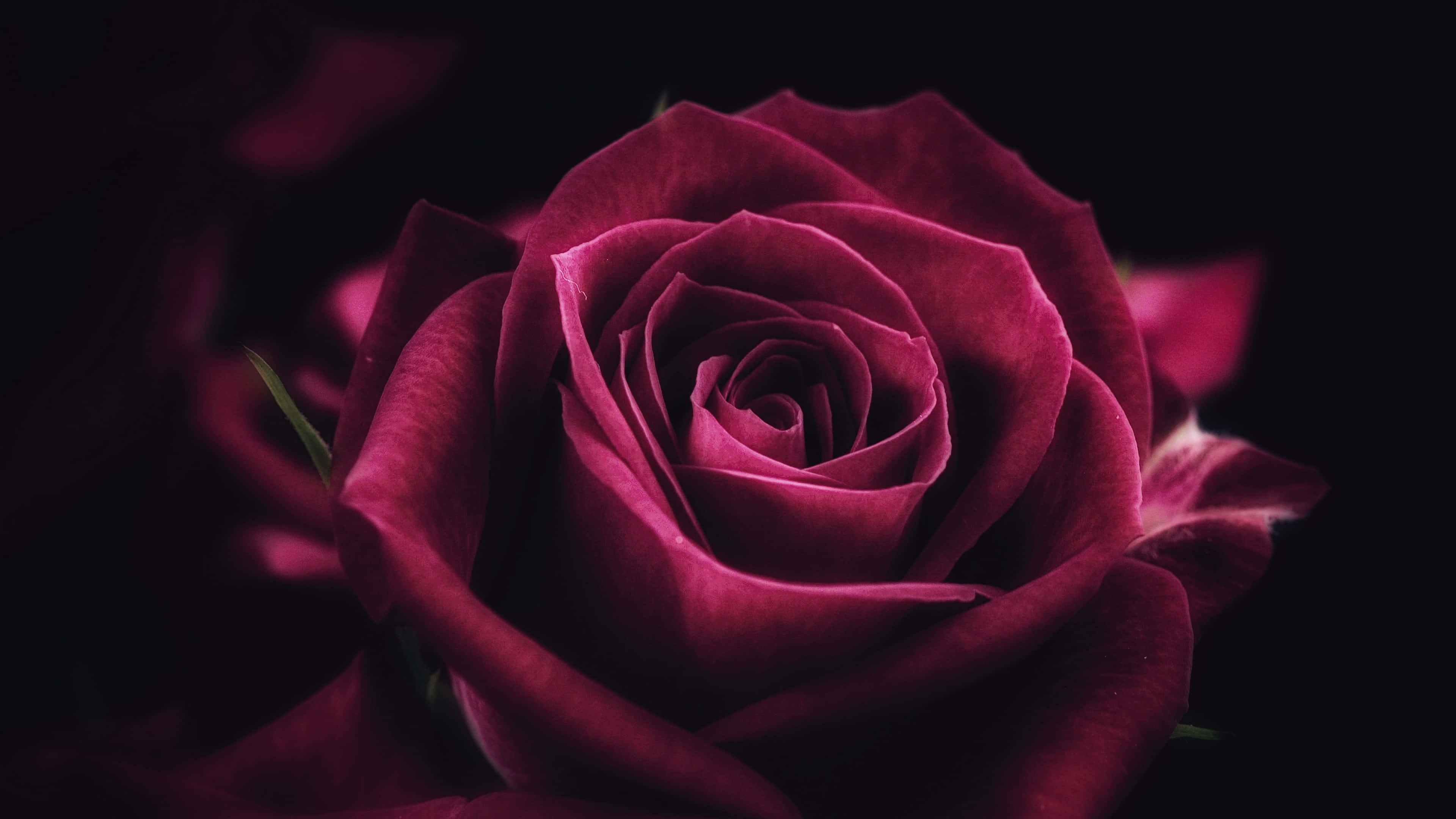 deep burgundy rose, velvety petals, unfurling, 4K Desktop Wallpaper