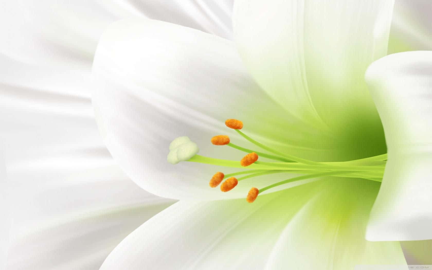 lily flower, pristine white, vibrant green pistils, HD Desktop Wallpaper
