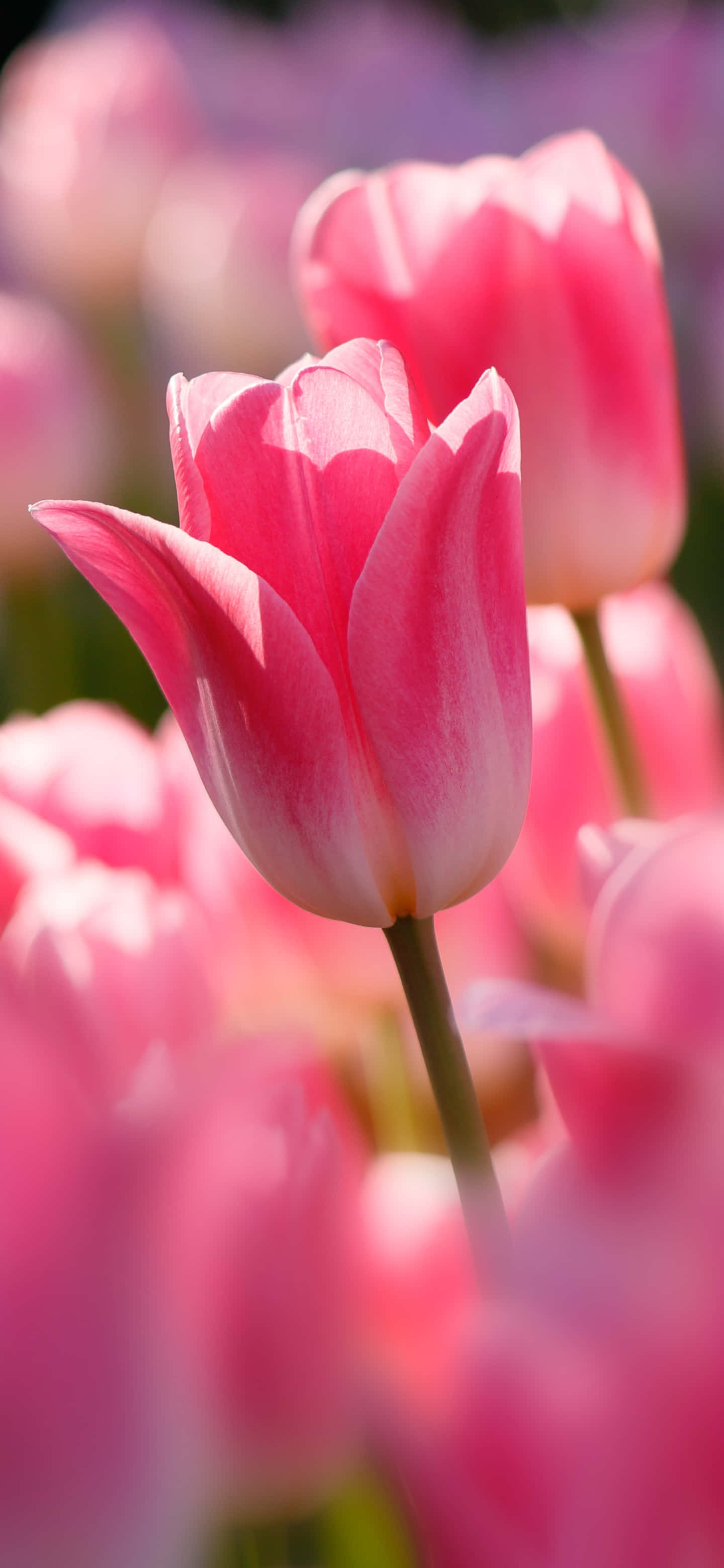 pink tulip, soft sunlight, blurred pink blooms, 2K Phone Wallpaper
