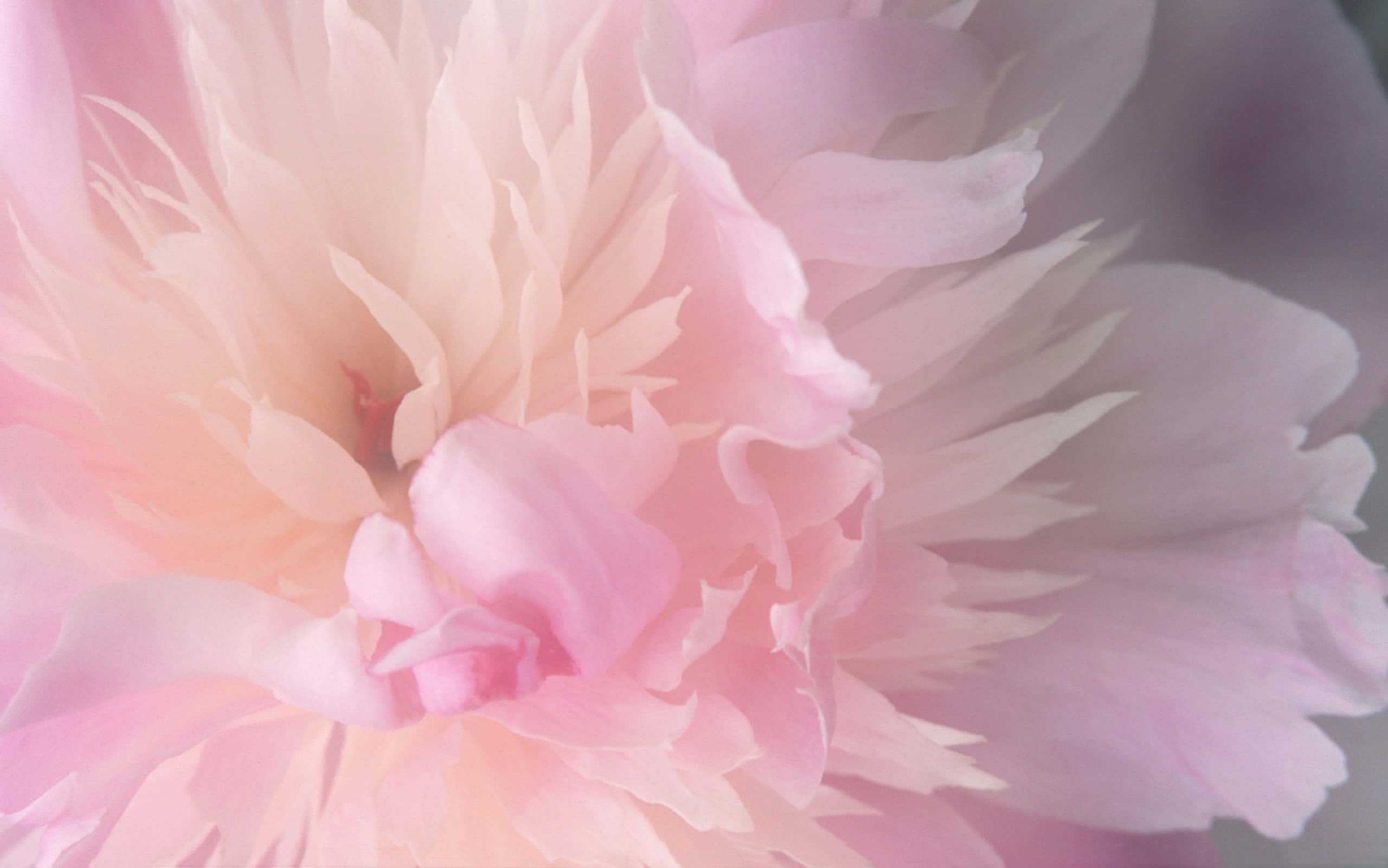 soft pink peony, pastel pink, delicate layered petals, 2K Desktop Wallpaper