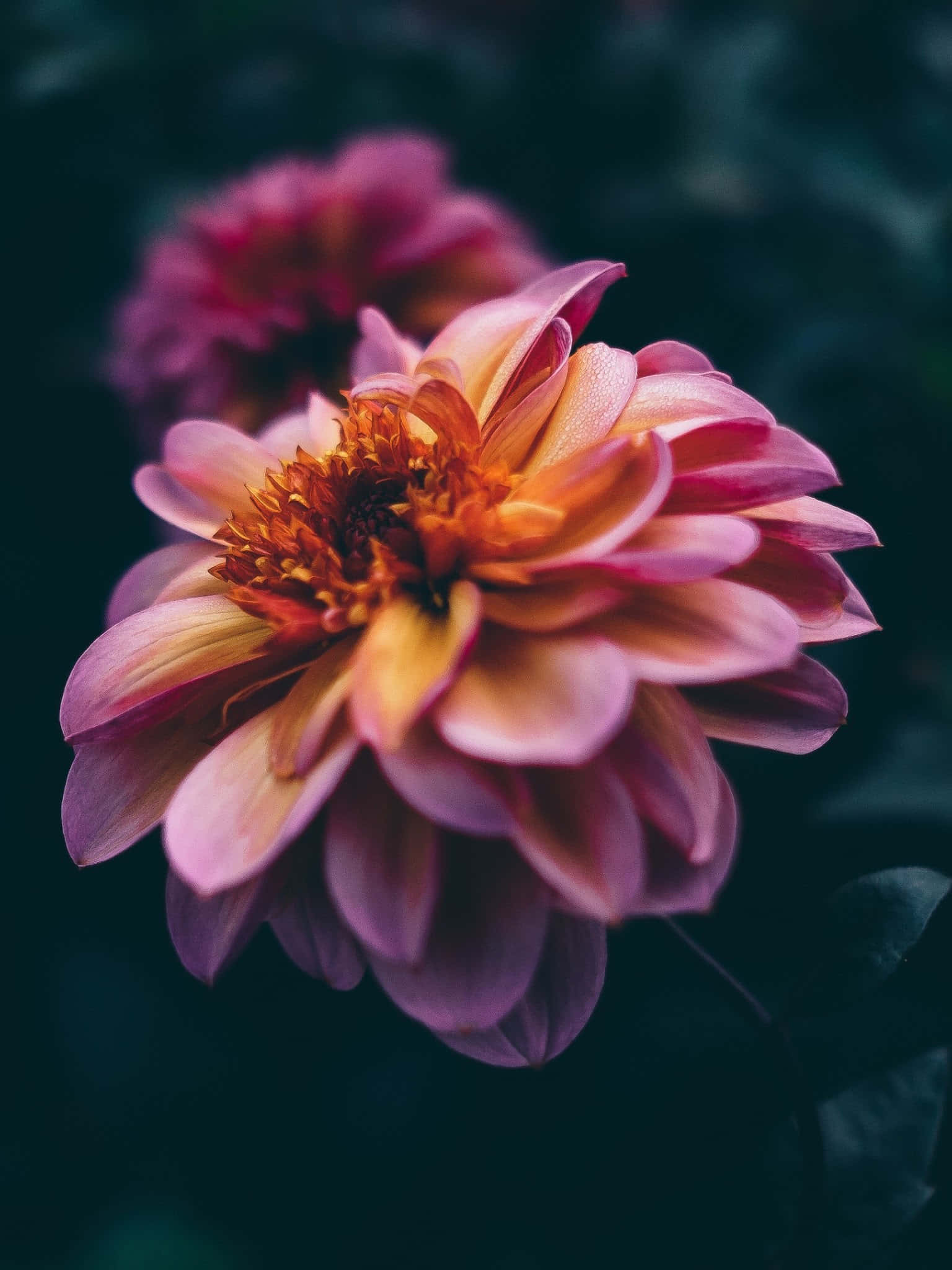 vibrant pink, orange dahlia, dewdrops glowing softly, Full HD Phone Wallpaper