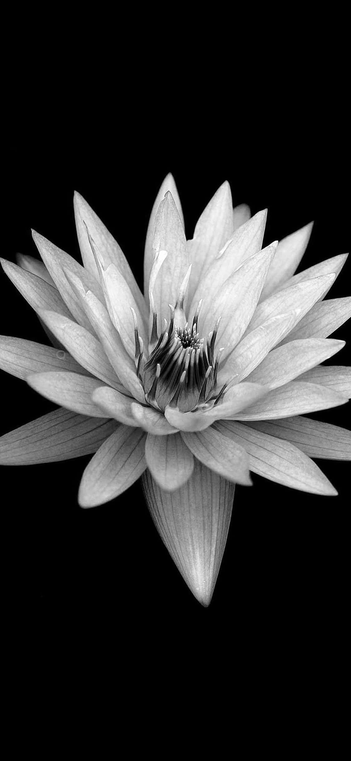 monochrome, water lily, delicate petals, Full HD Phone Wallpaper