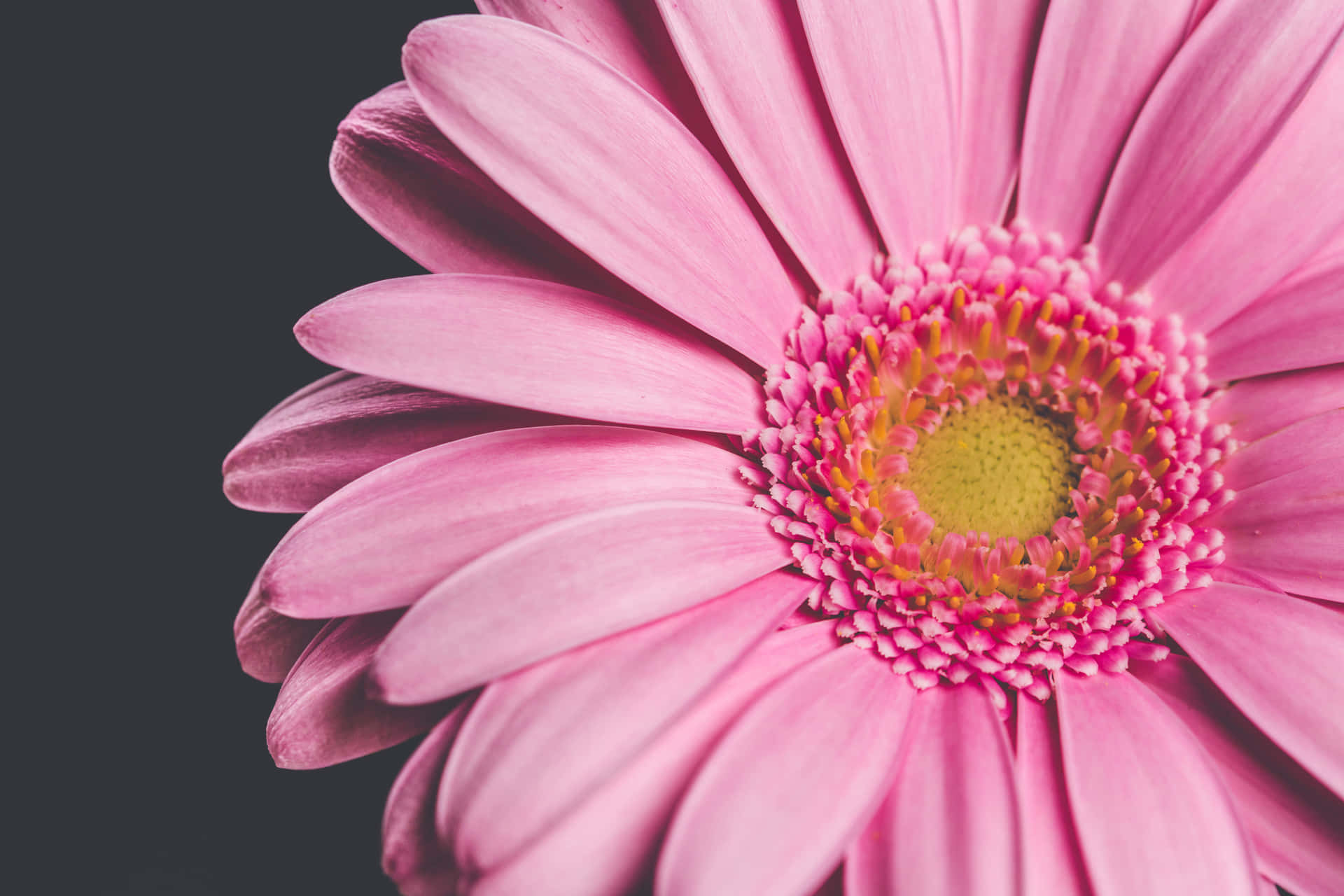 vibrant pink gerbera daisy, yellow center, dark gray background, Full HD Desktop Wallpaper