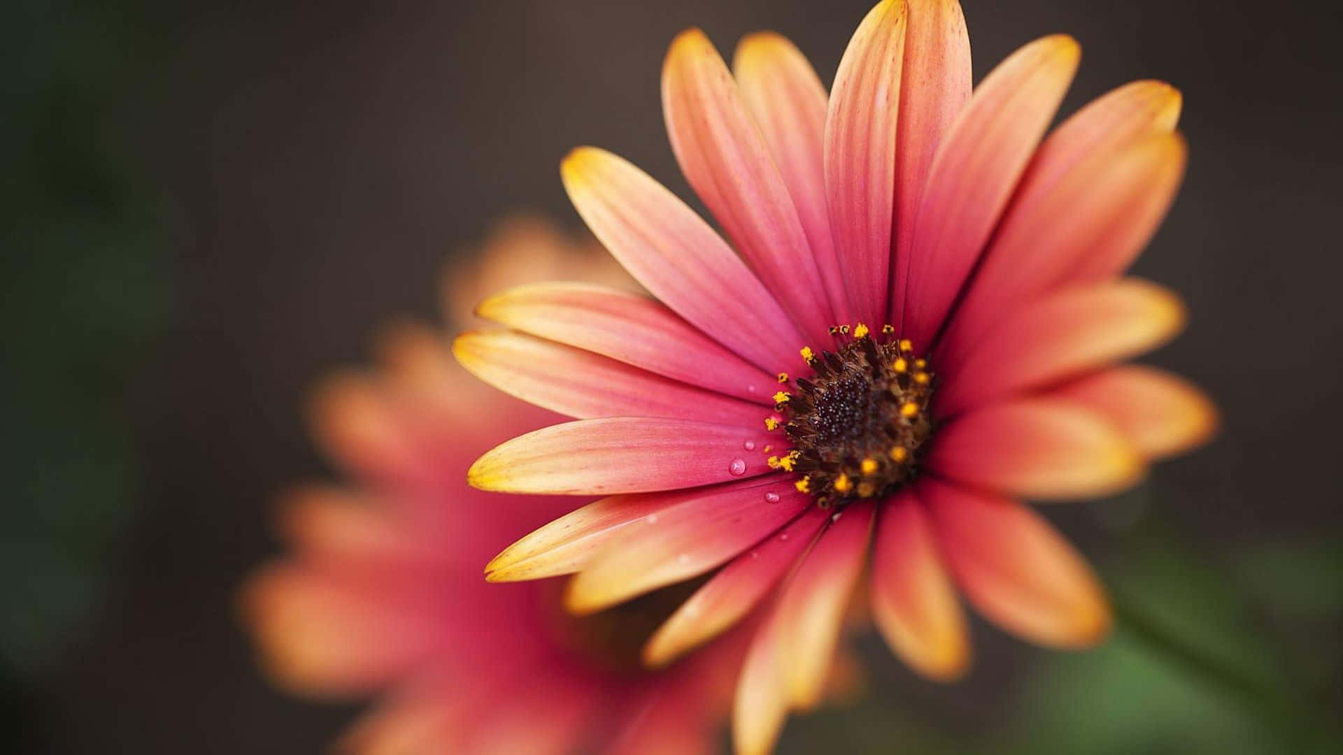 blossoming beauty, vibrant pink and orange daisy, dew drops, Full HD Desktop Wallpaper