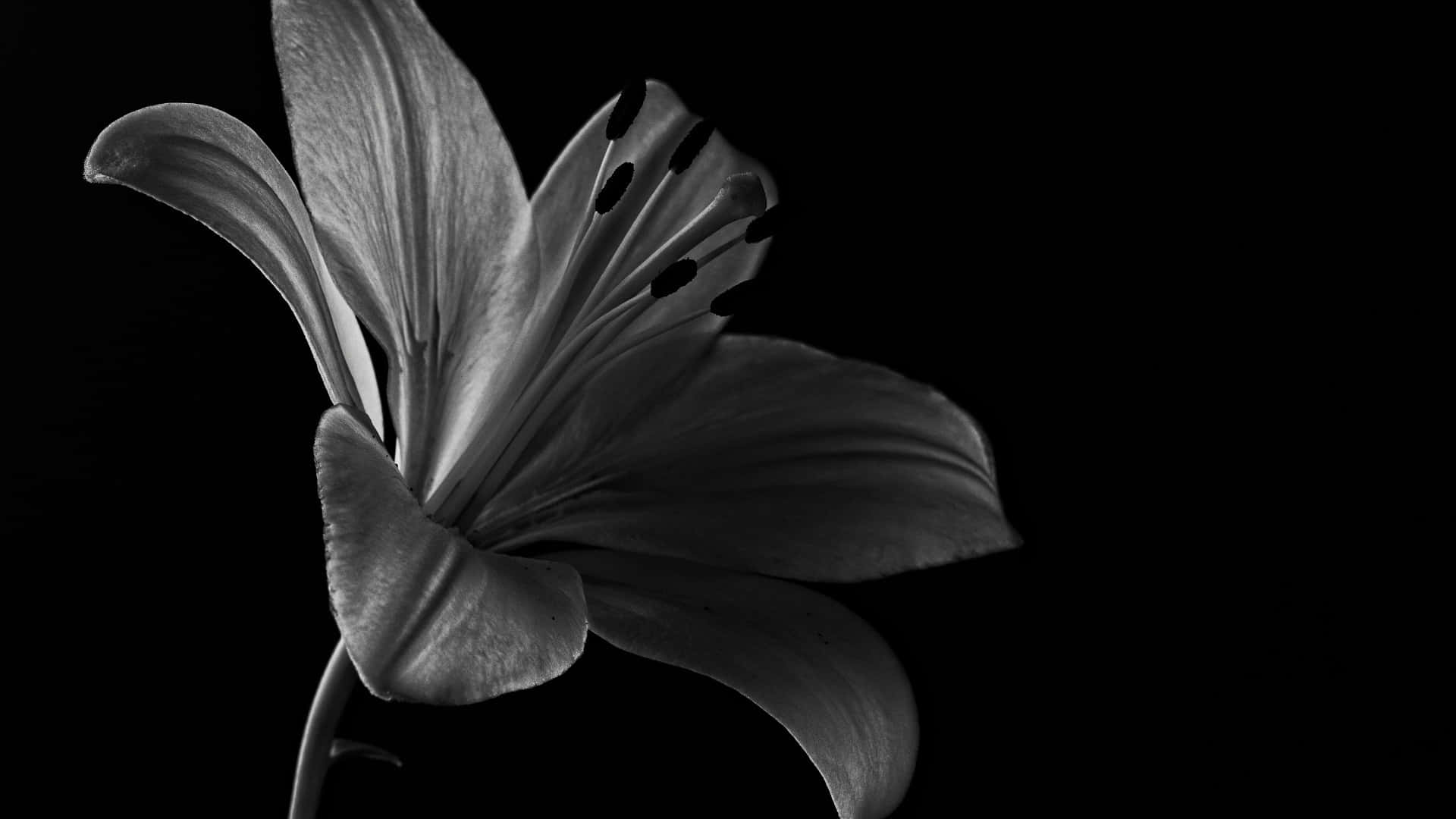 elegant black and white lily, monochrome lily, stark black background, Full HD Desktop Wallpaper