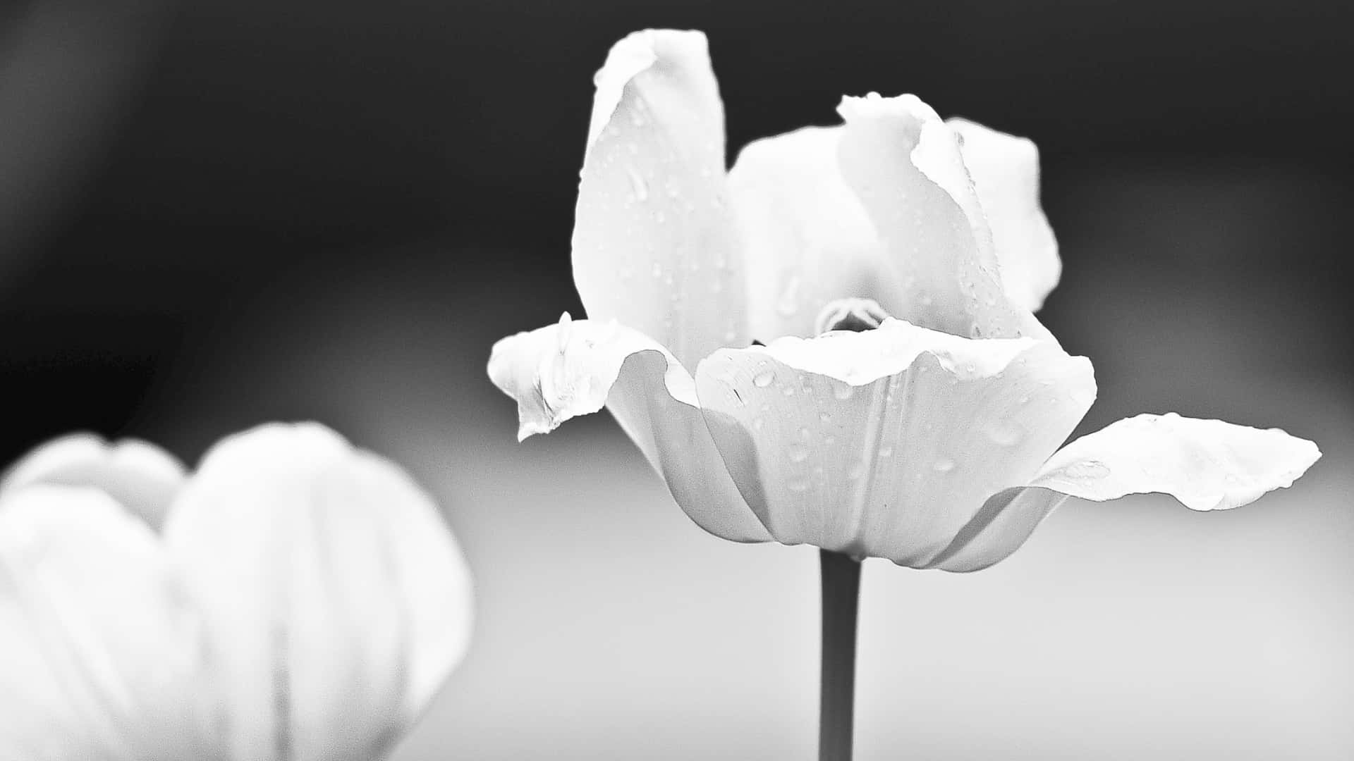 tulip, water droplets, monochrome, Full HD Desktop Wallpaper