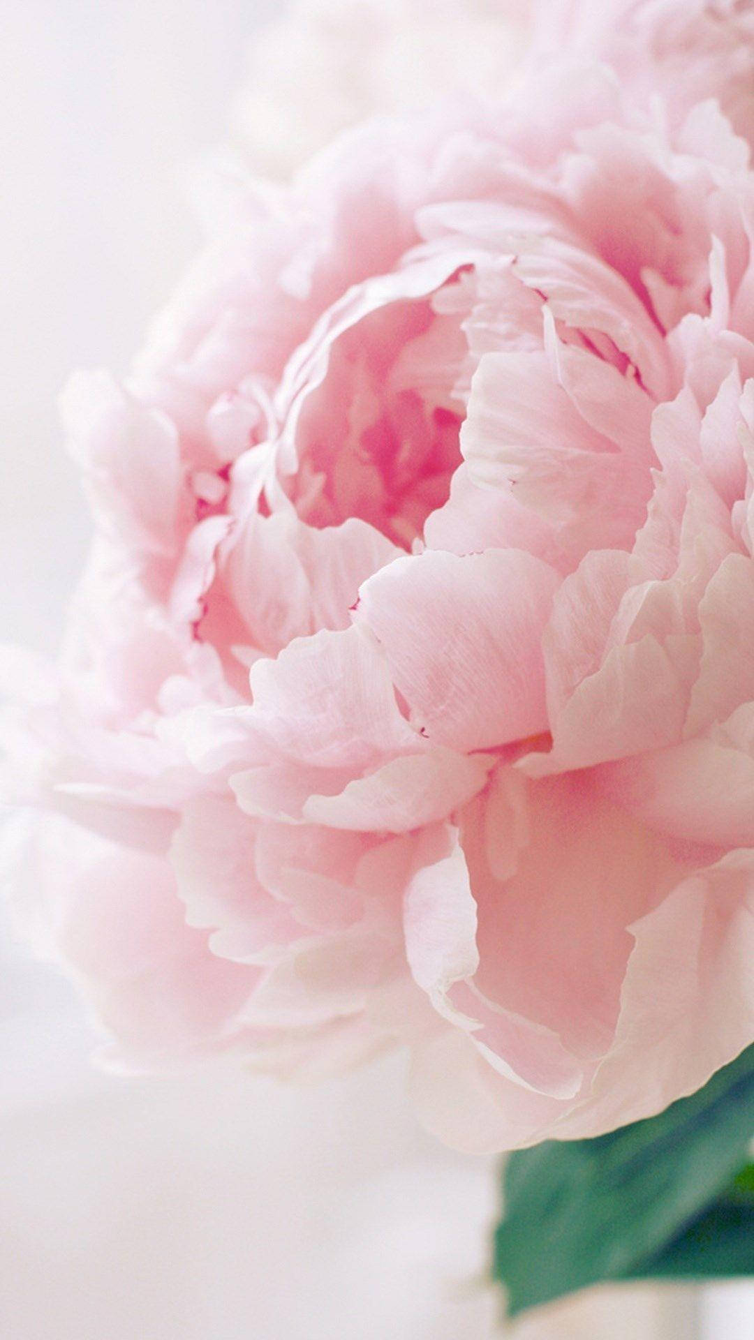 closeup pink peony, leaf, soft pink, Full HD Phone Wallpaper