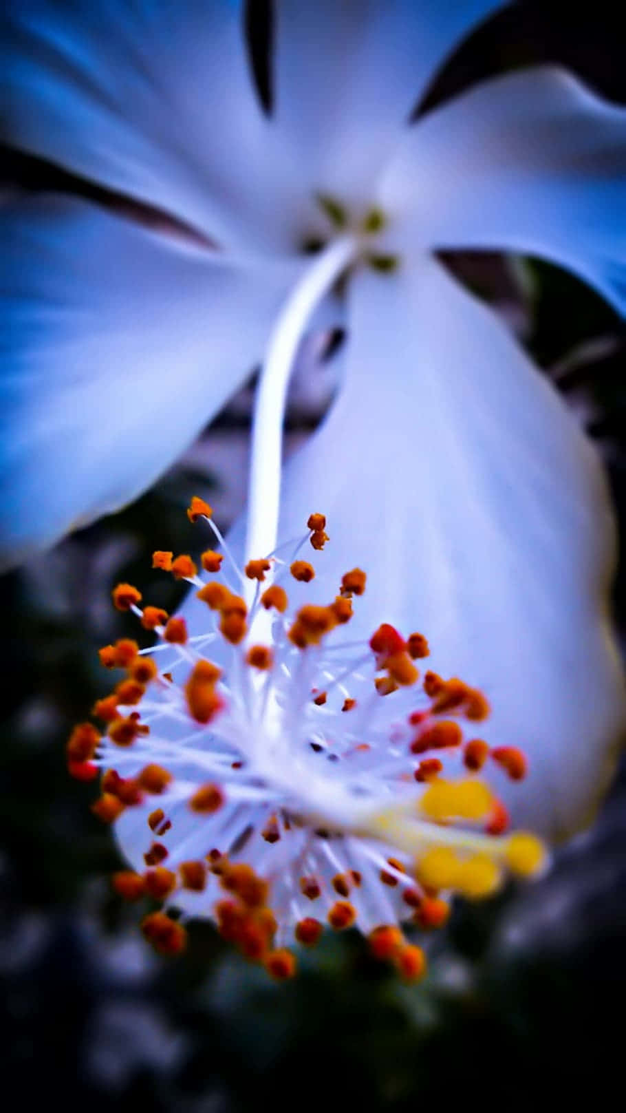 white hibiscus flower, vibrant orange stamens, yellow center, HD Phone Wallpaper