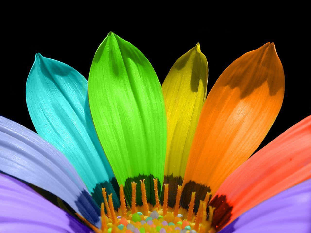 vibrant rainbow flower, black background, vivid macro shot, HD Desktop Wallpaper