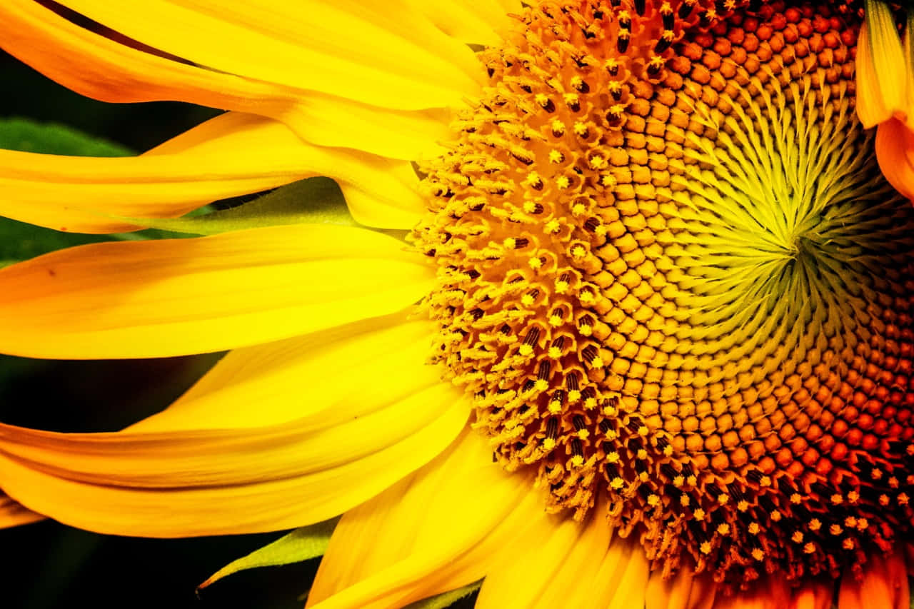 sunflower, golden petals, seed-filled center, HD Desktop Wallpaper